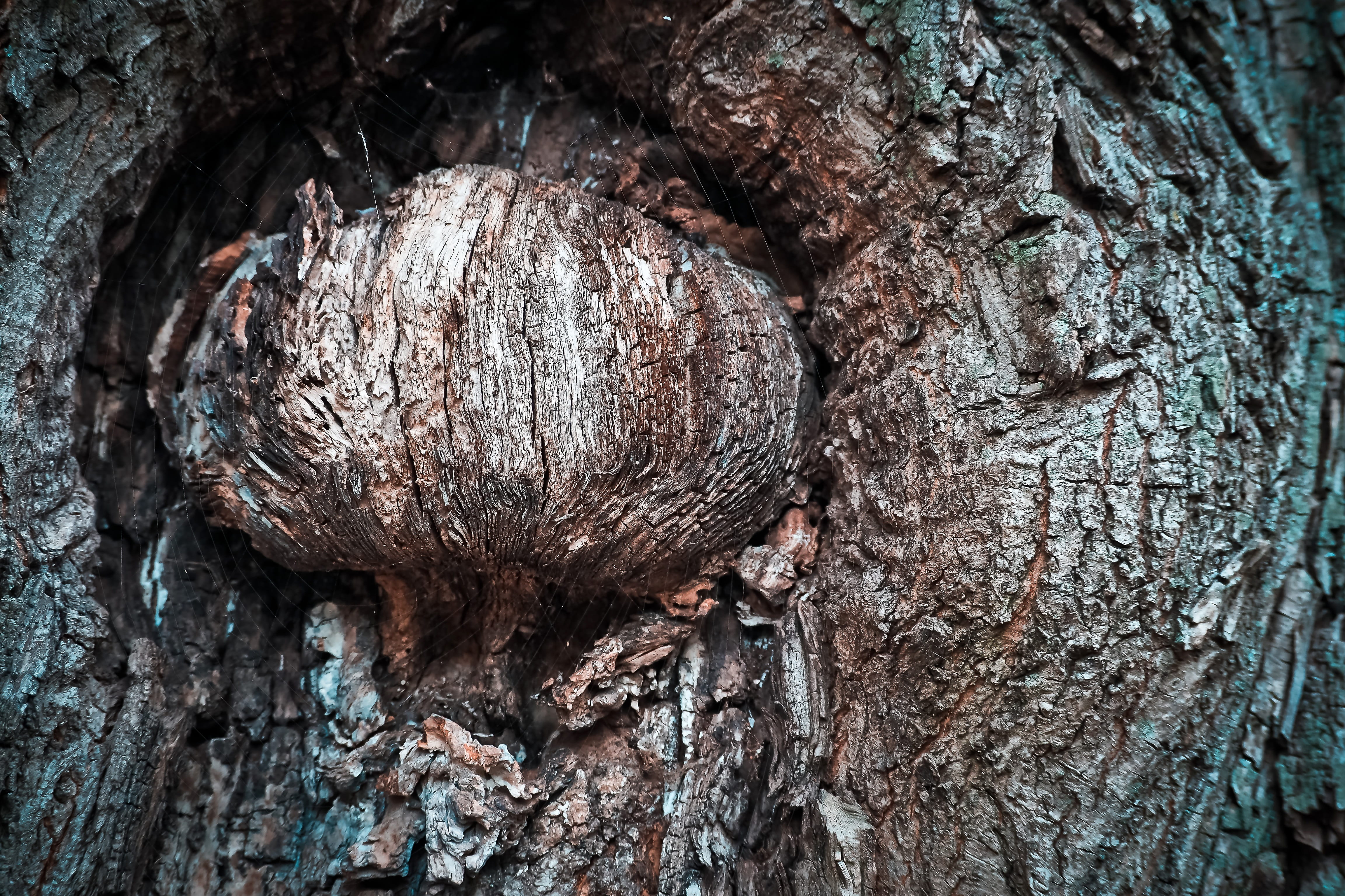pattern, german oak, old oak tree, tree trunk, knothole, autumn, backgrounds, ridge, bark, gnarled, trunk, growth, oak, symmetry, brown, landscape, tree, HD Wallpaper