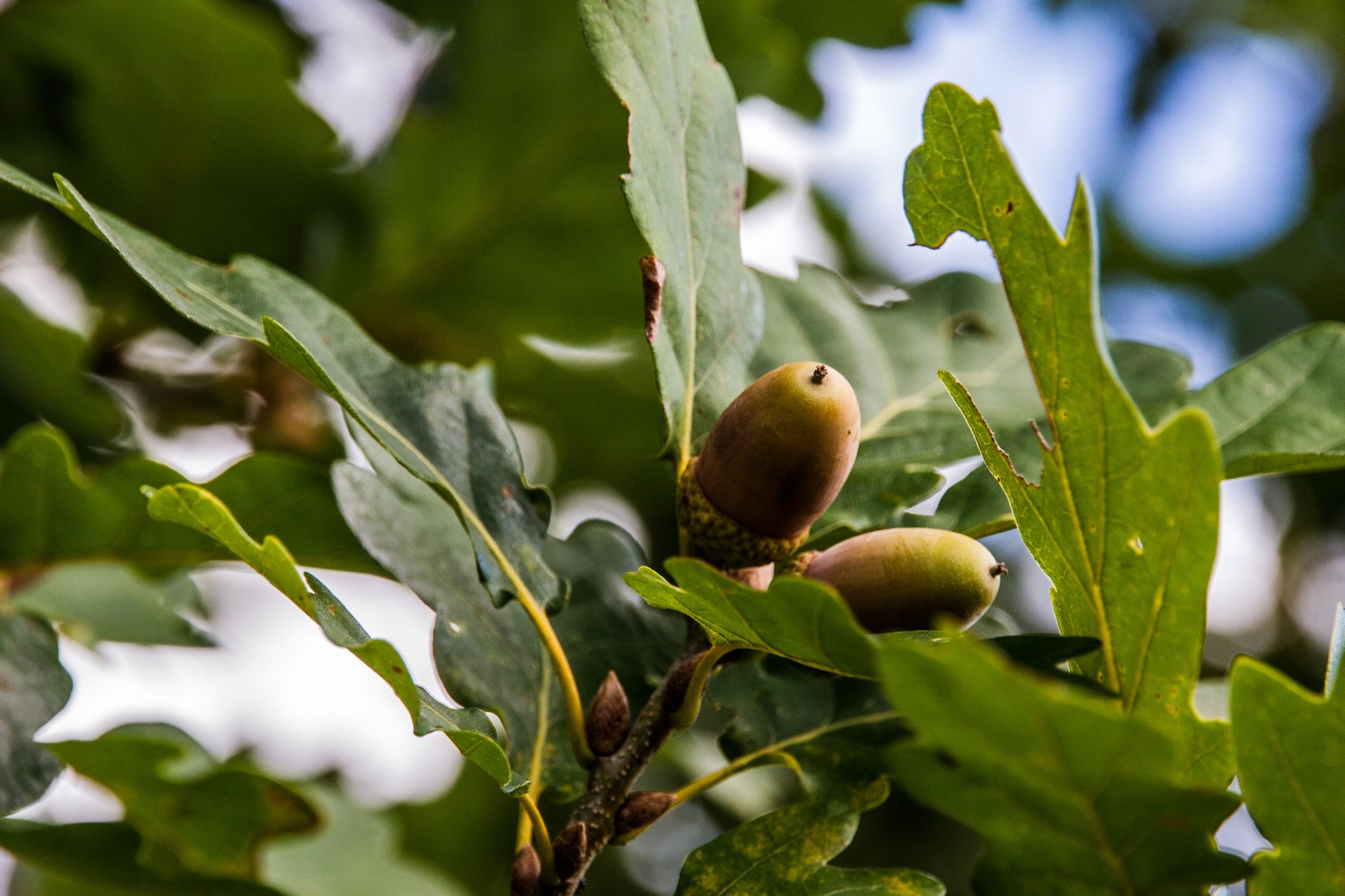 food, animal themes, growth, outdoors, b, bird, tree, green color, animal wildlife, animals in the wild, close-up, german oak, plant part, day, beauty in nature, HD Wallpaper