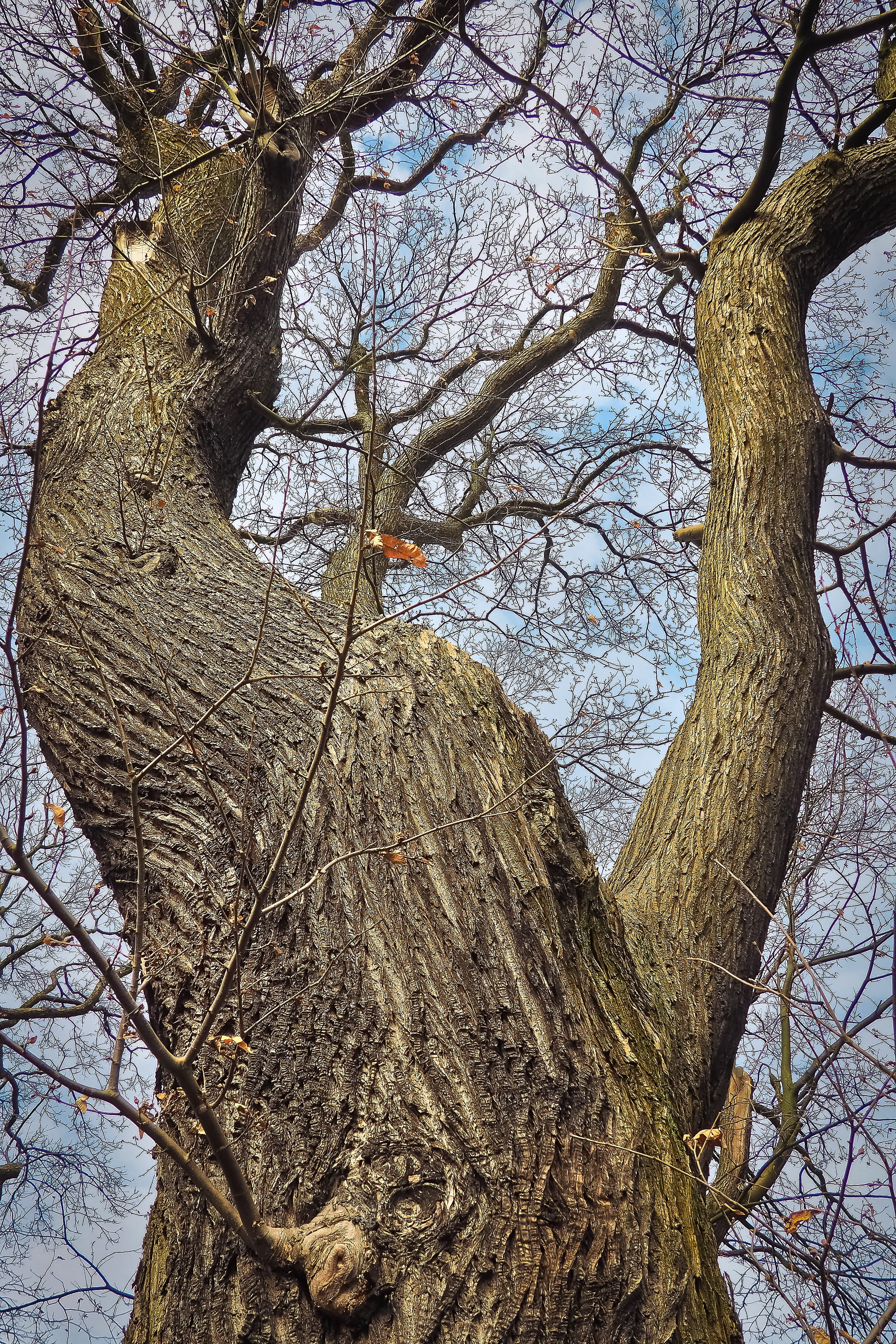 old oaks, german oak, old oak tree, forest, low angle view, ridge, winter, plant, bark, gnarled, idyll, tree trunk, high, tranquility, branch, outdoors, Phone HD Wallpaper