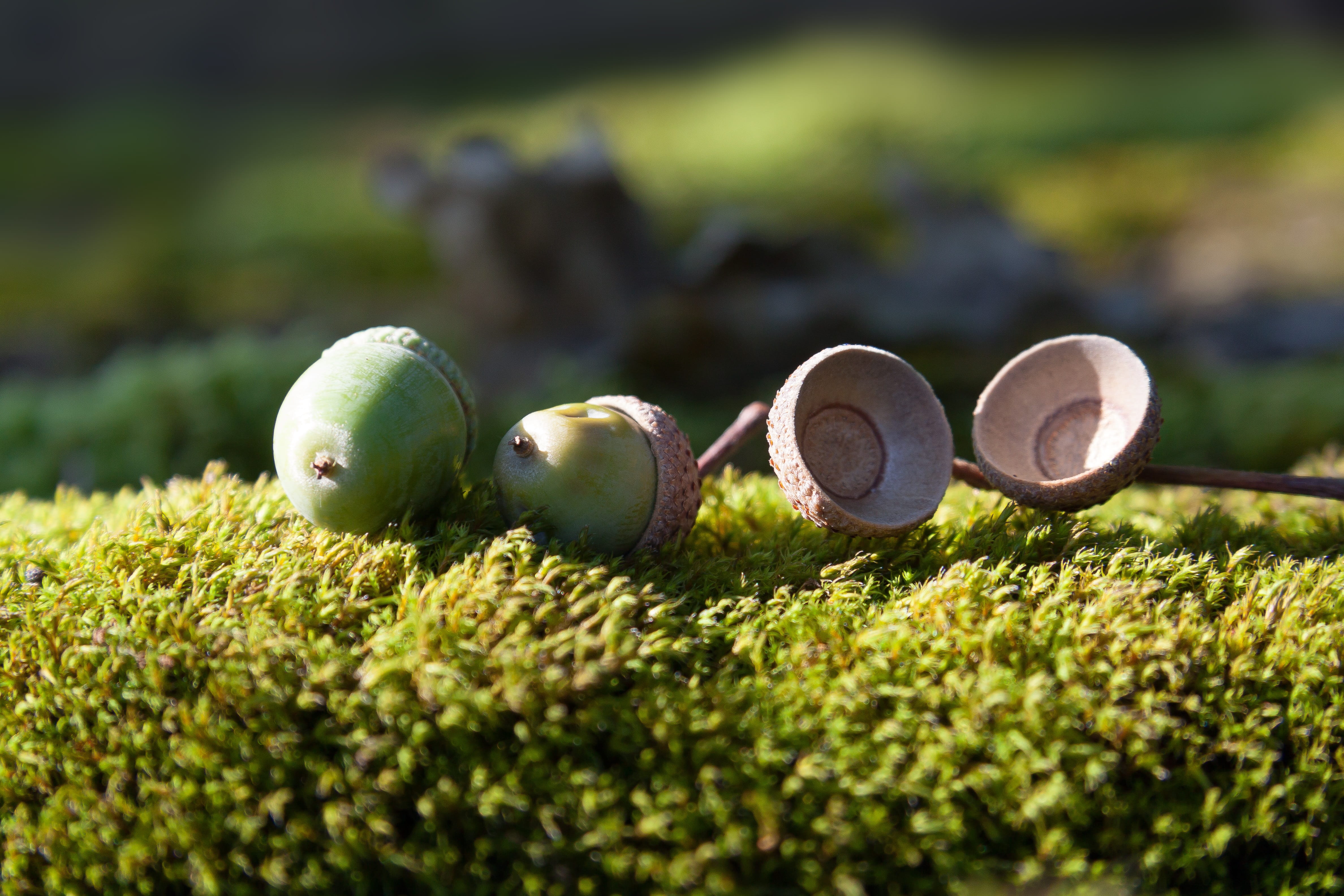 4K, selective focus, day, fruit, genus, surface level, plant, quercus, food and drink, wellbeing, freshness, sunlight, food, oak, grass, forest, tree, HD Wallpaper