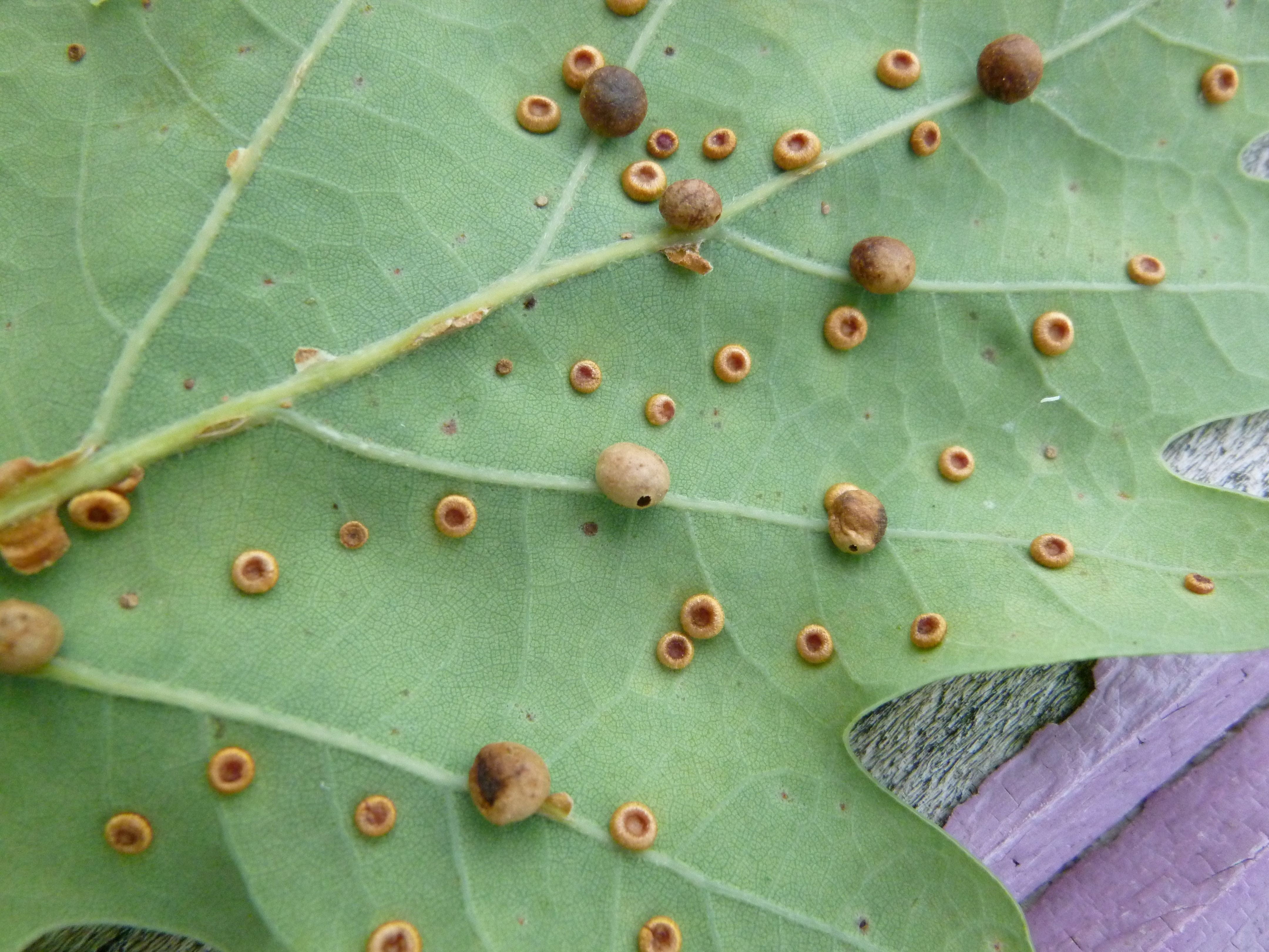 hymenoptera, pattern, insect, indoors, day, growth, food and drink, quercus rubra, light numismalis, oak leaves, nature, oriental chestnut gall wasp, succulent plant, HD Wallpaper