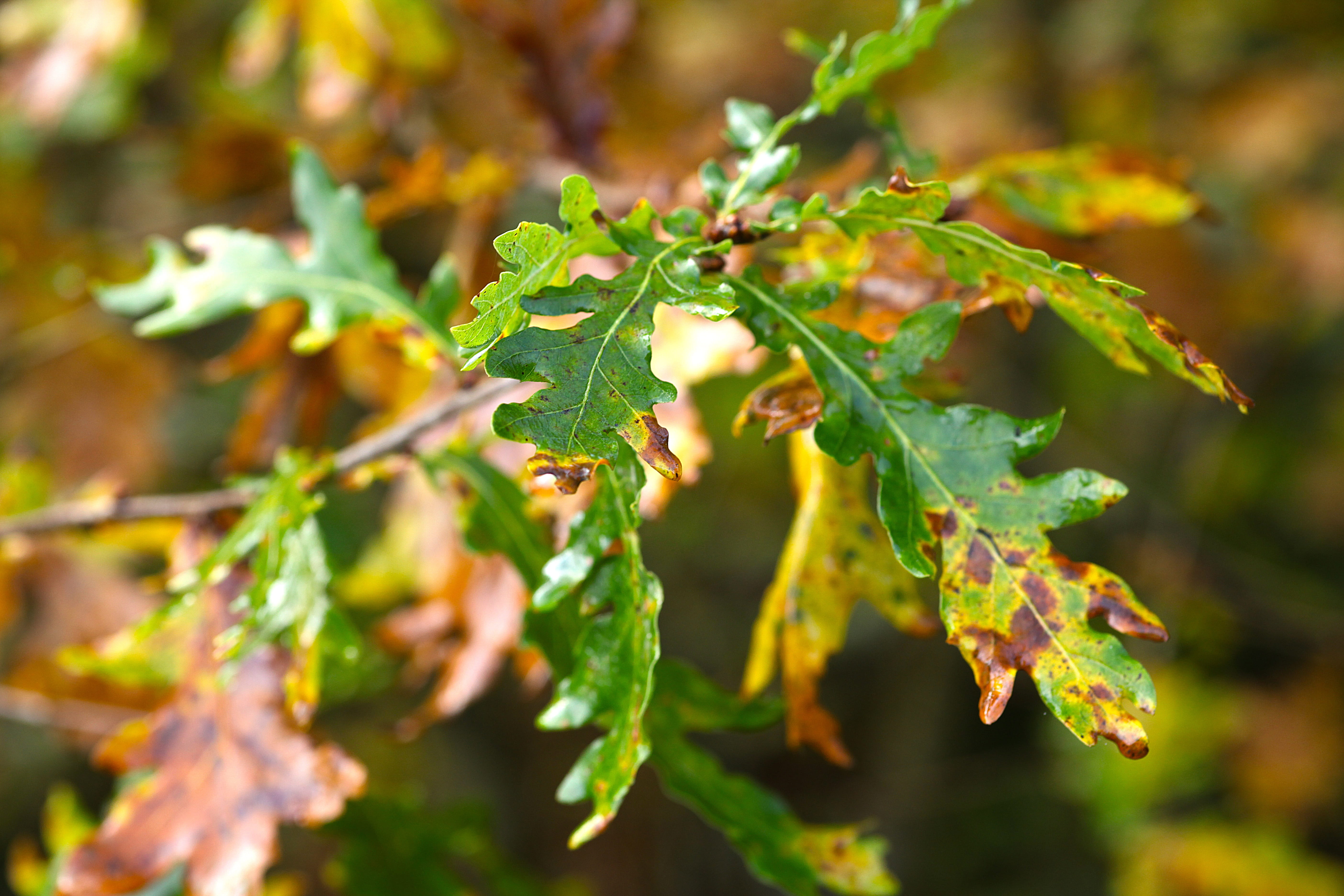 forest, outdoors, season, 5K, green Color, plant, oak leaves, focus on foreground, Leaves, color Image, plant part, no People, growth, food, Mood, beauty in nature, HD Wallpaper