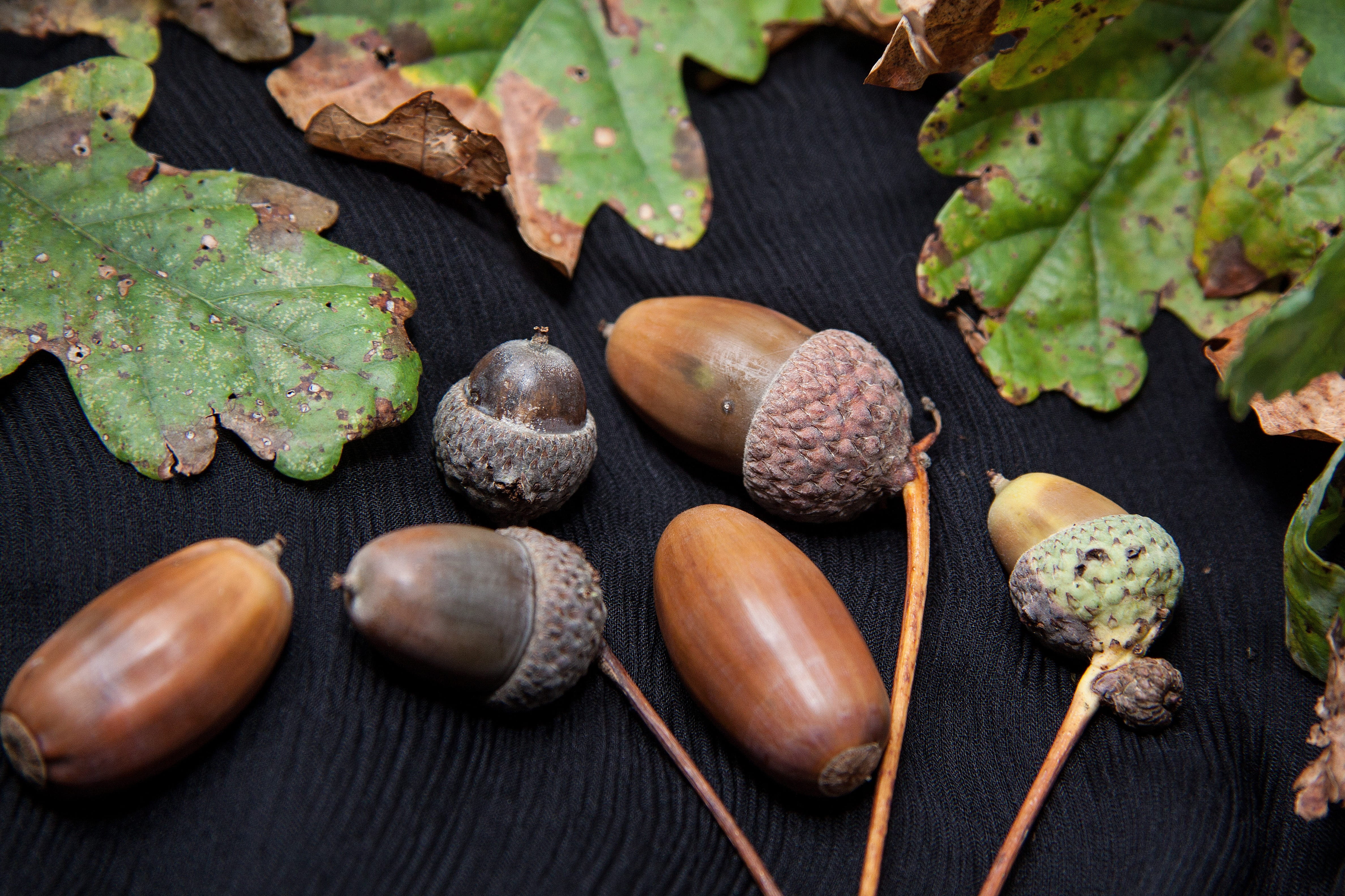 tree, close-up, oak, acorn, oak fruit, wellbeing, table, nut, no people, vegetable, nature, food and drink, freshness, studio shot, wood - material, high angle view, HD Wallpaper