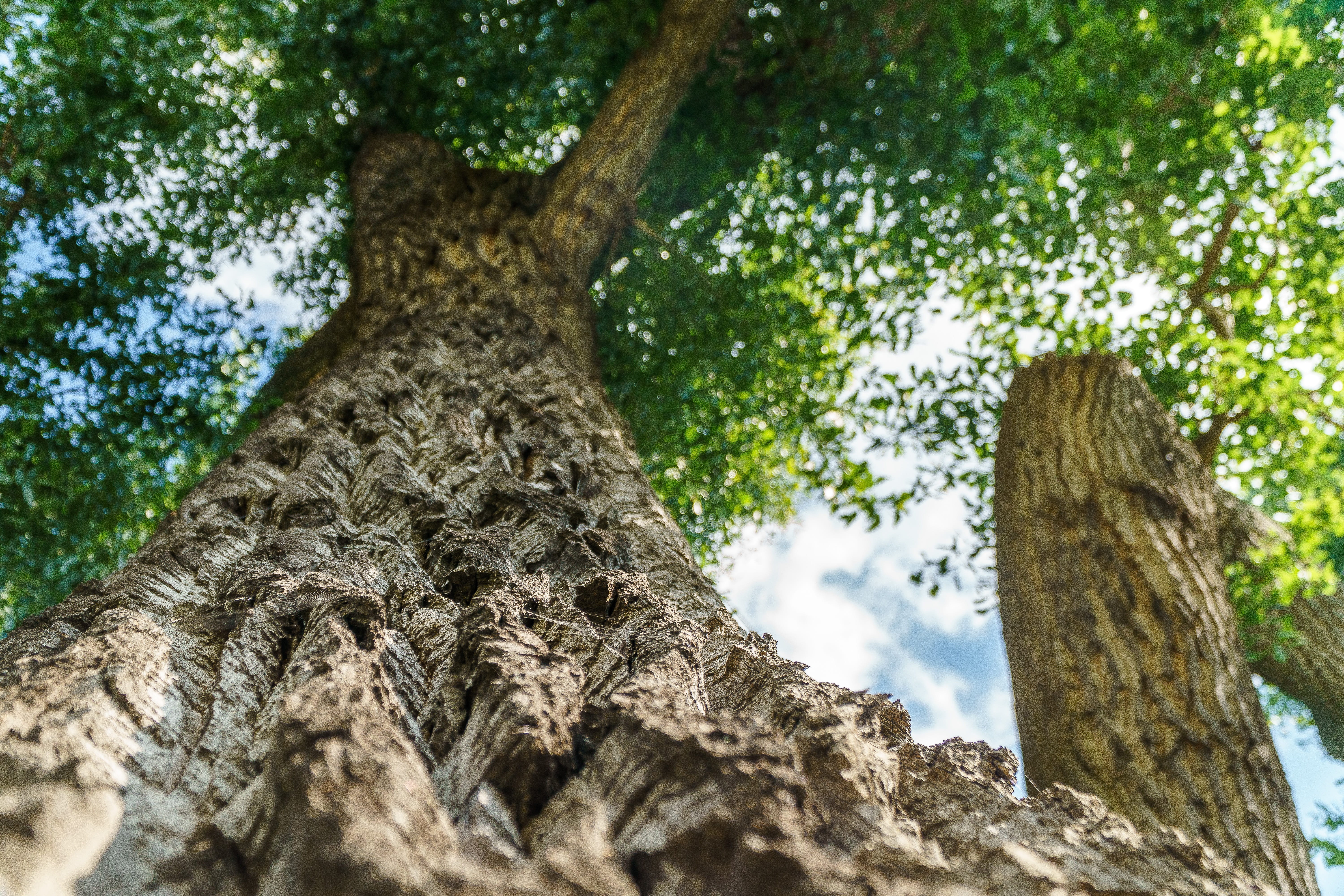 plant, log, no people, green, wood, brown, directly below, plant bark, outdoors, close-up, leaves, leaf roof, trunk, deciduous tree, low angle view, textured, HD Wallpaper
