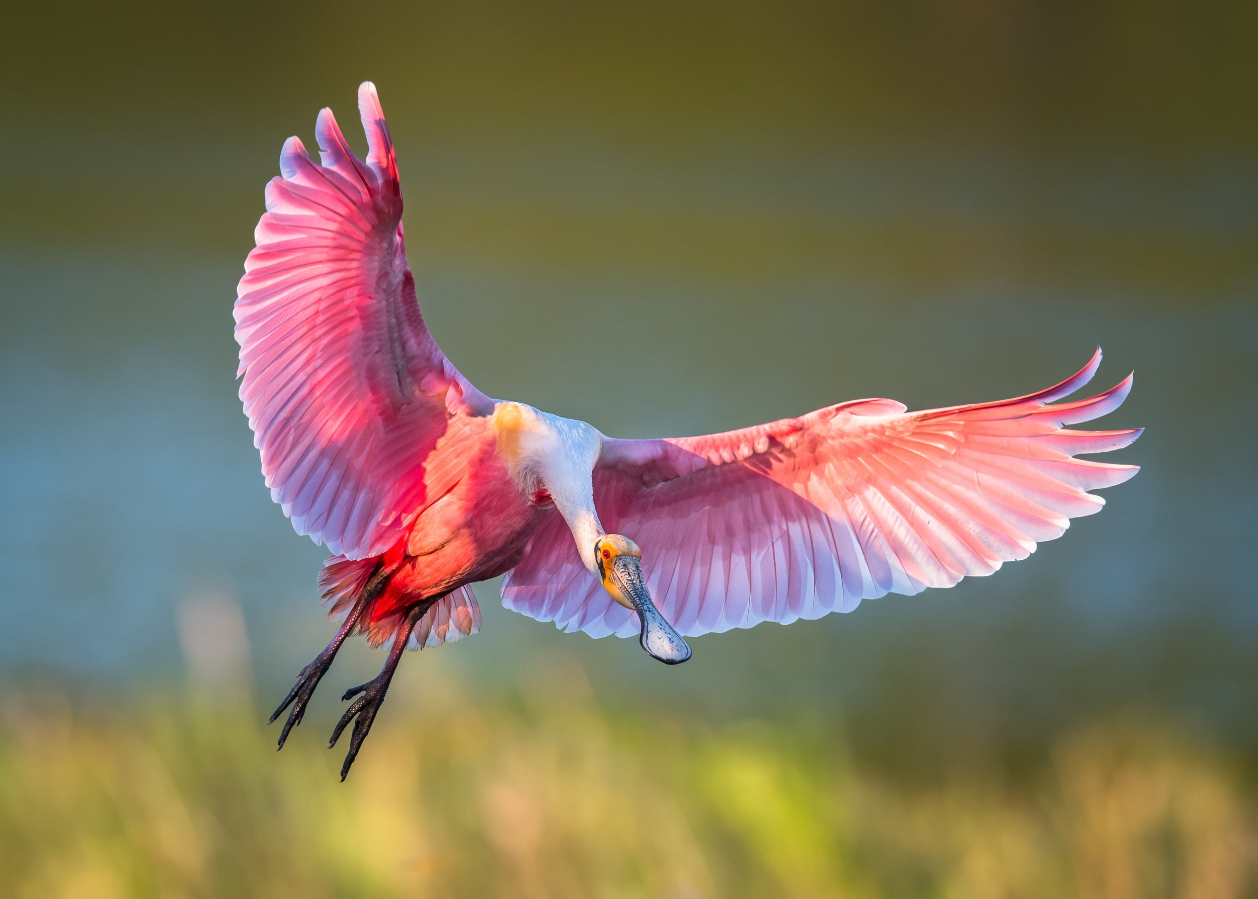 IBIS, wings, flight, bird, 1080P, roseate spoonbill, HD Wallpaper