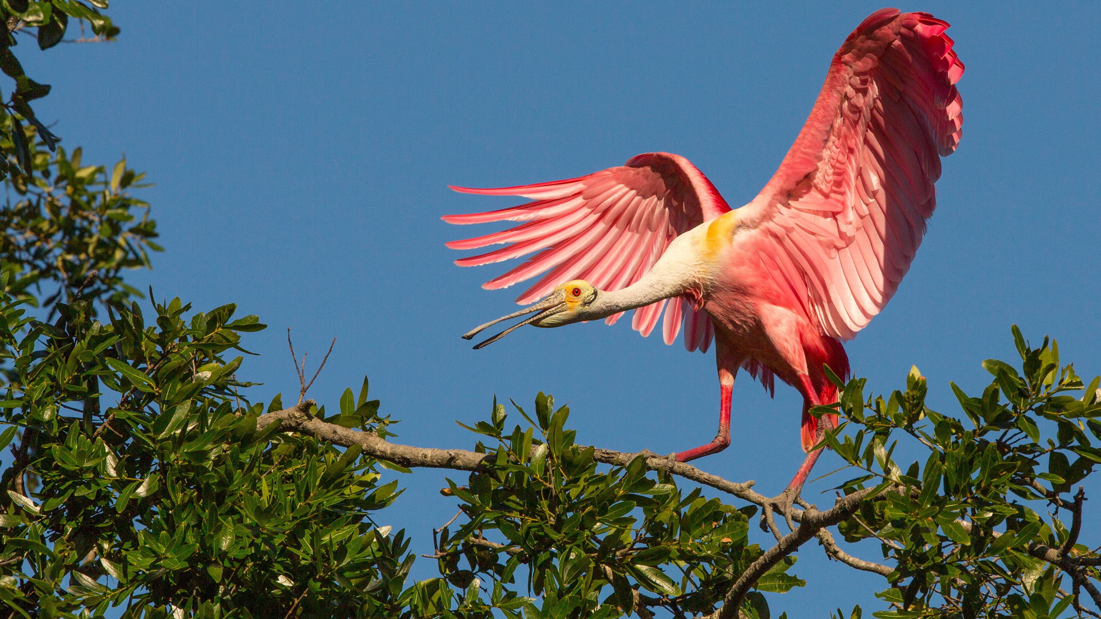 tropical, day, animals in the wild, sky, animal themes, hd, spread wings, low angle view, flying, parrot, birds, animal, plant, tree, beak, mobile, vertebrate, HD Wallpaper