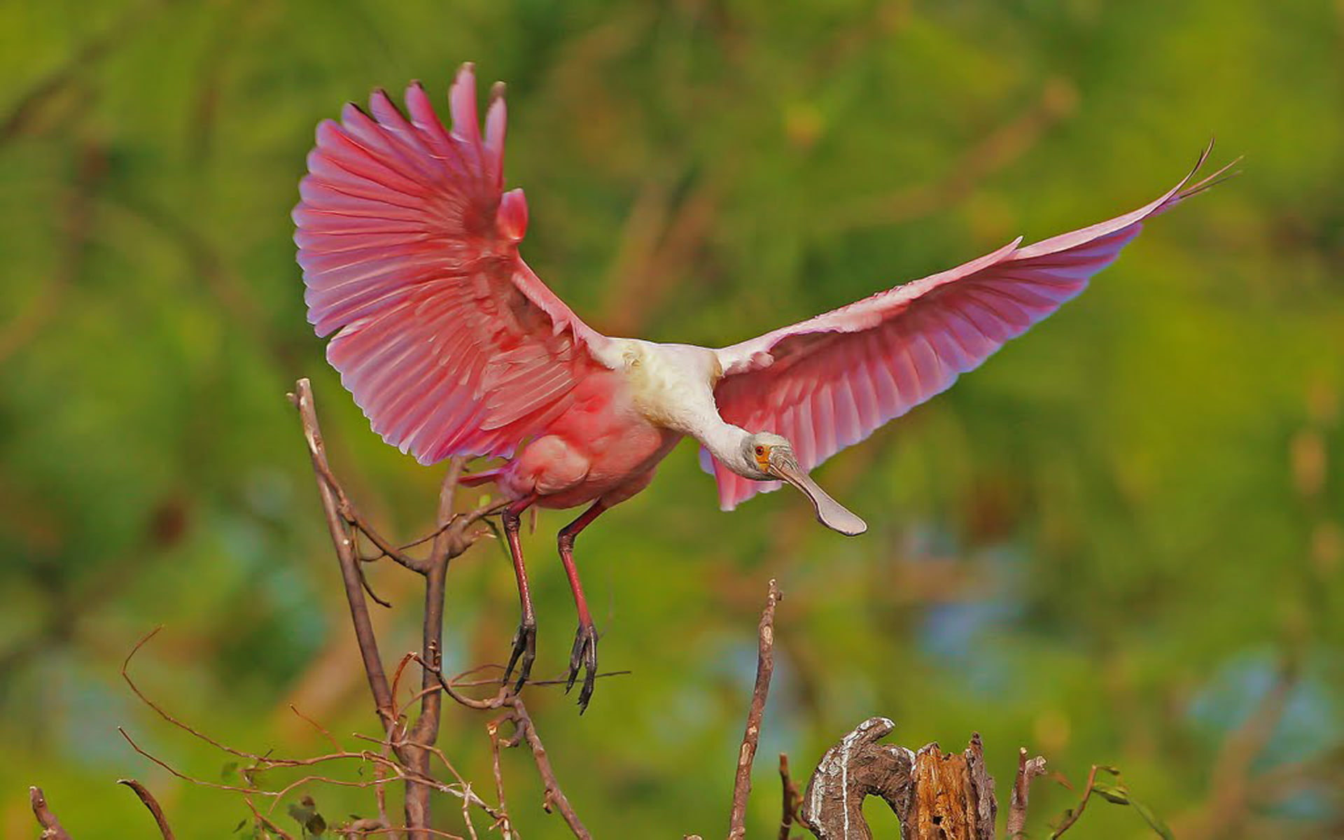 gatorland, florida, hd, roseate, 1080P, beautiful, orlando, spoonbill, HD Wallpaper