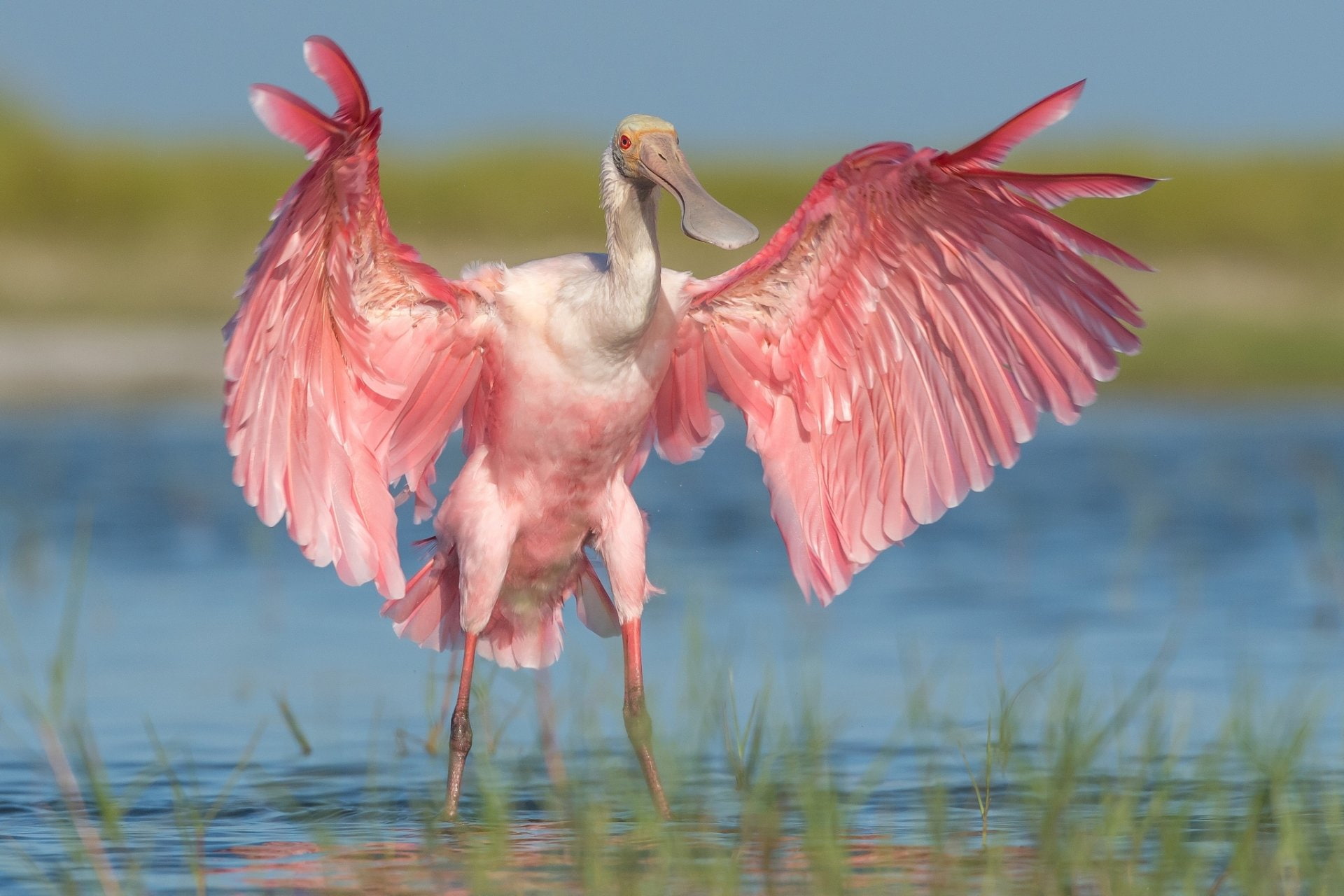 Bird, Roseate Spoonbill, 1080P, Birds, Wildlife, HD Wallpaper
