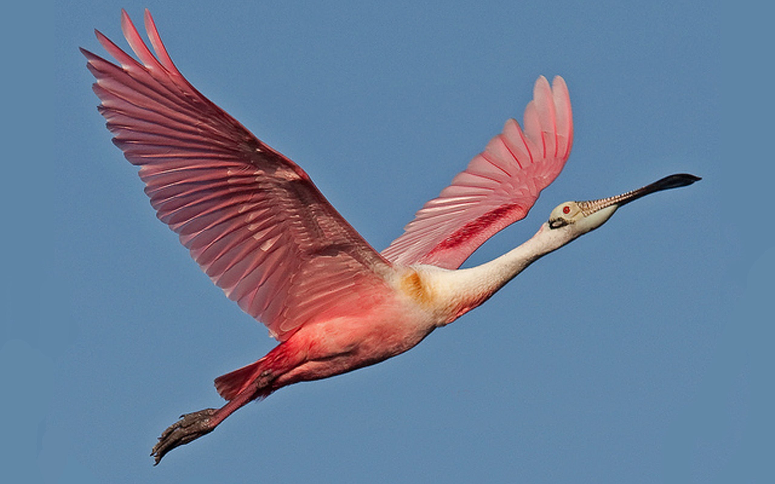 2K, roseate, spoonbill, hd, blue, flight, bird, desktop, beautiful, sky,, HD Wallpaper