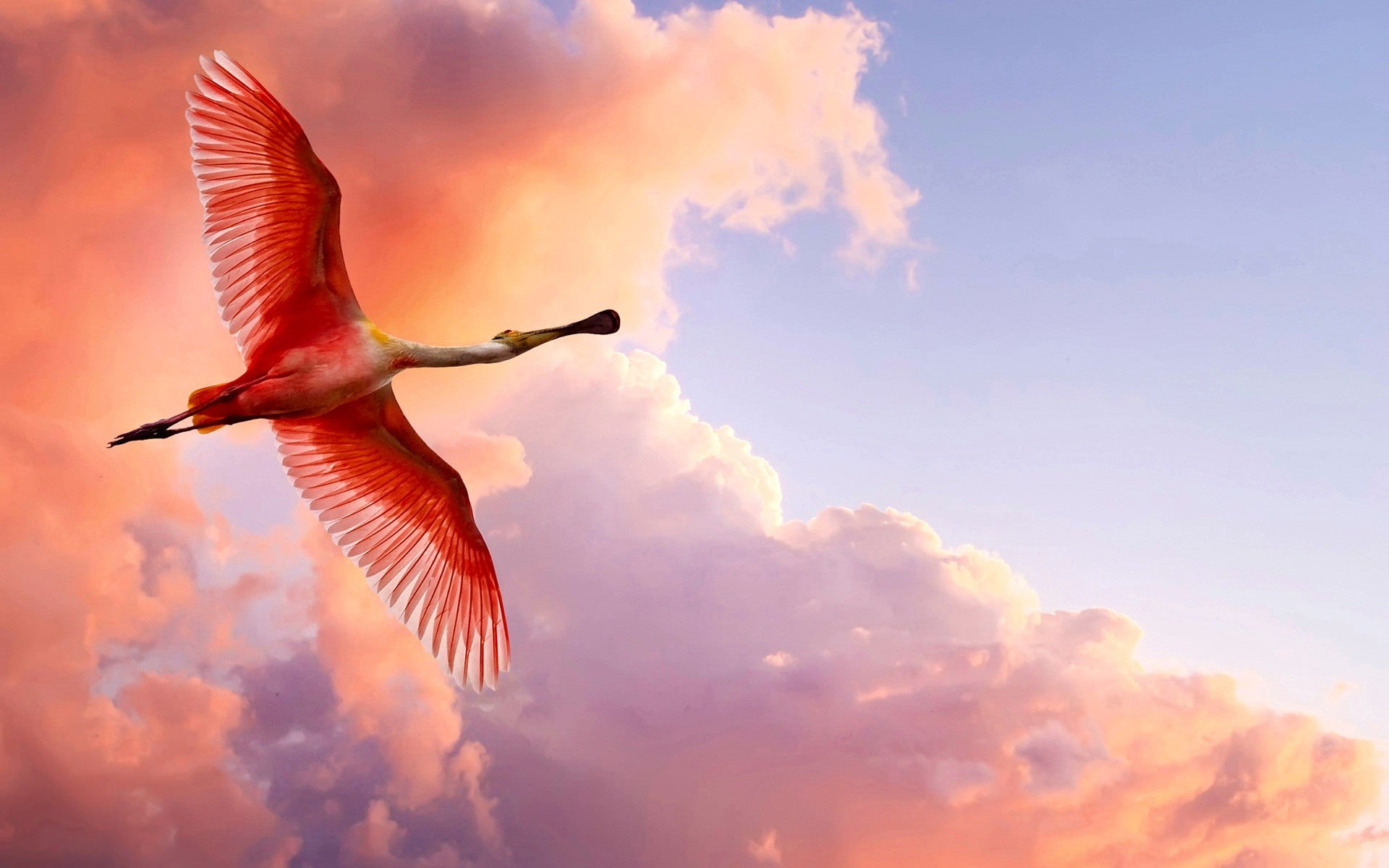 sky, bird, sunset, spoonbill, roseate, dramatic sky, motion, orange color, nature, 1080P, spread wings, cloud - sky, no people, mid-air, animal wildlife, HD Wallpaper