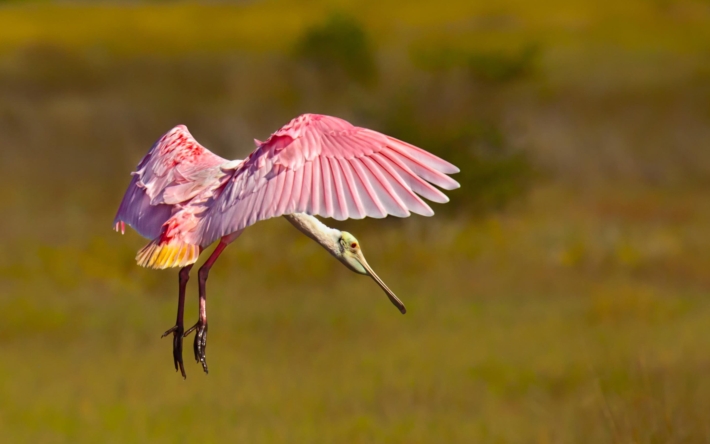 animal, day, pink color, animal wildlife, no people, animals in the wild, spread wings, 2K, roseate, vertebrate, motion, animal body part, outdoors, flying, HD Wallpaper