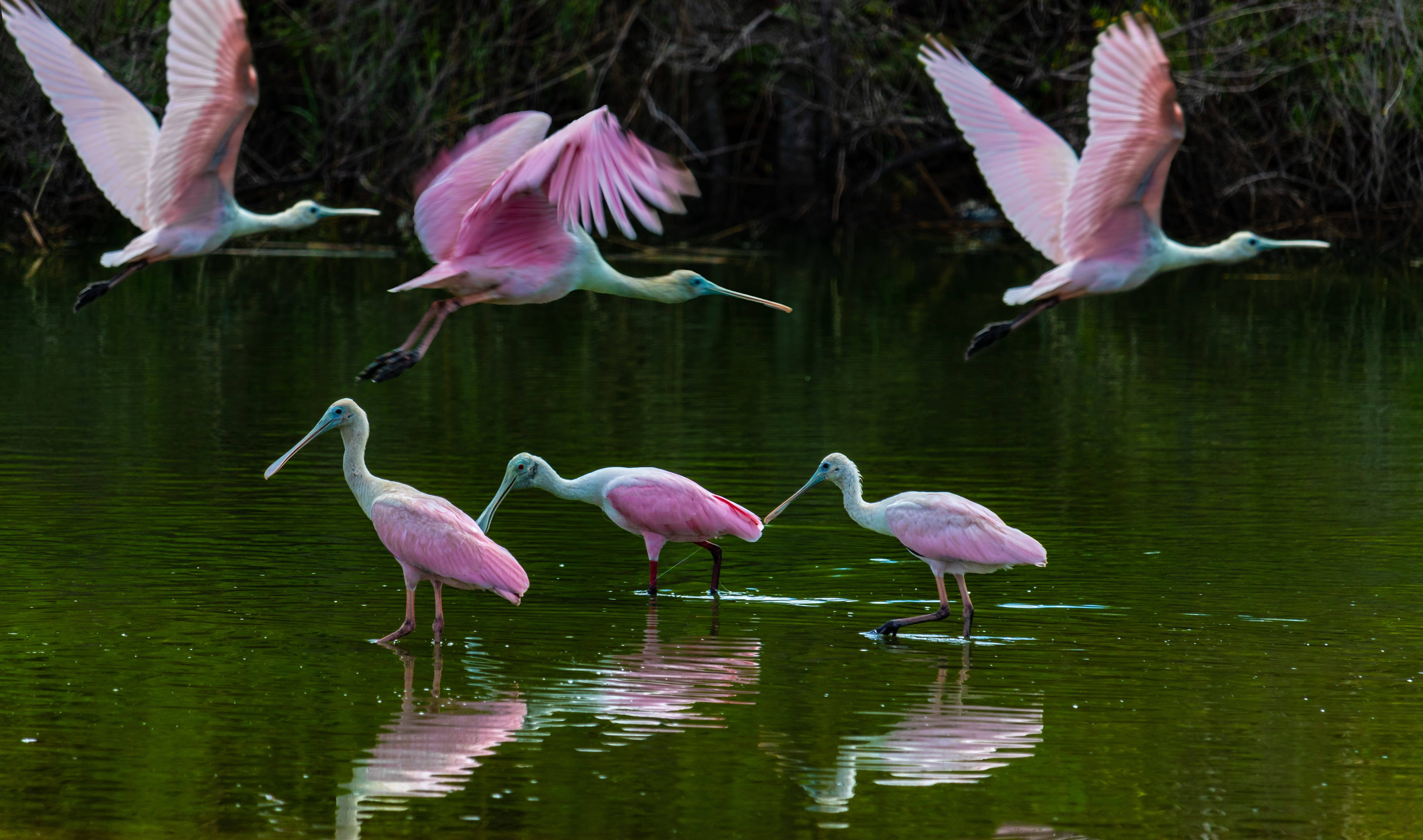 animal, wings, spoonbill, feather, group of animals, feeding, flock of birds, freshwater bird, animal wildlife, animals in the wild, crane, flying, 5K, HD Wallpaper