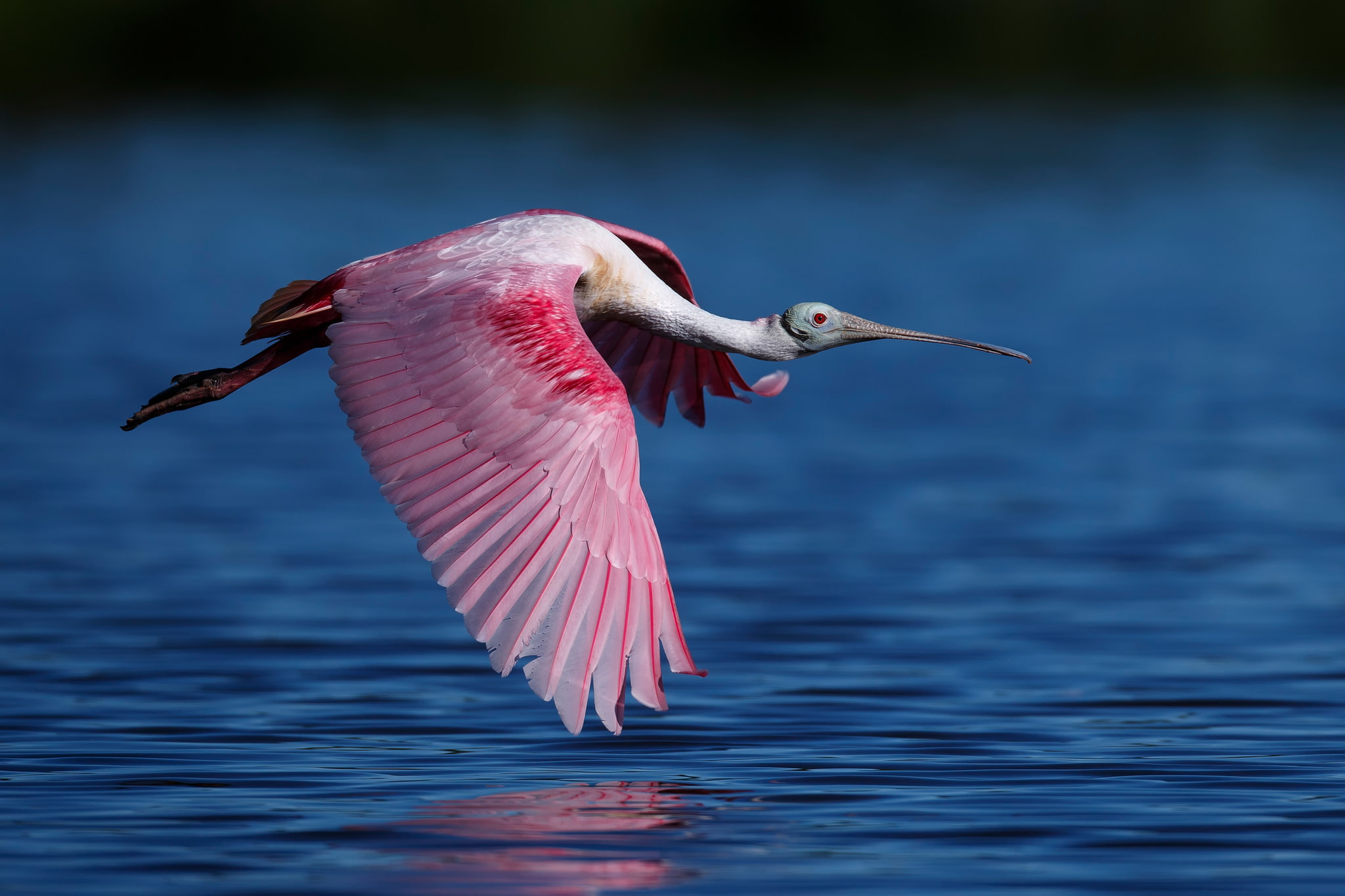 the family of ibises, bird, Roseate spoonbill, 1080P, flight, water, HD Wallpaper