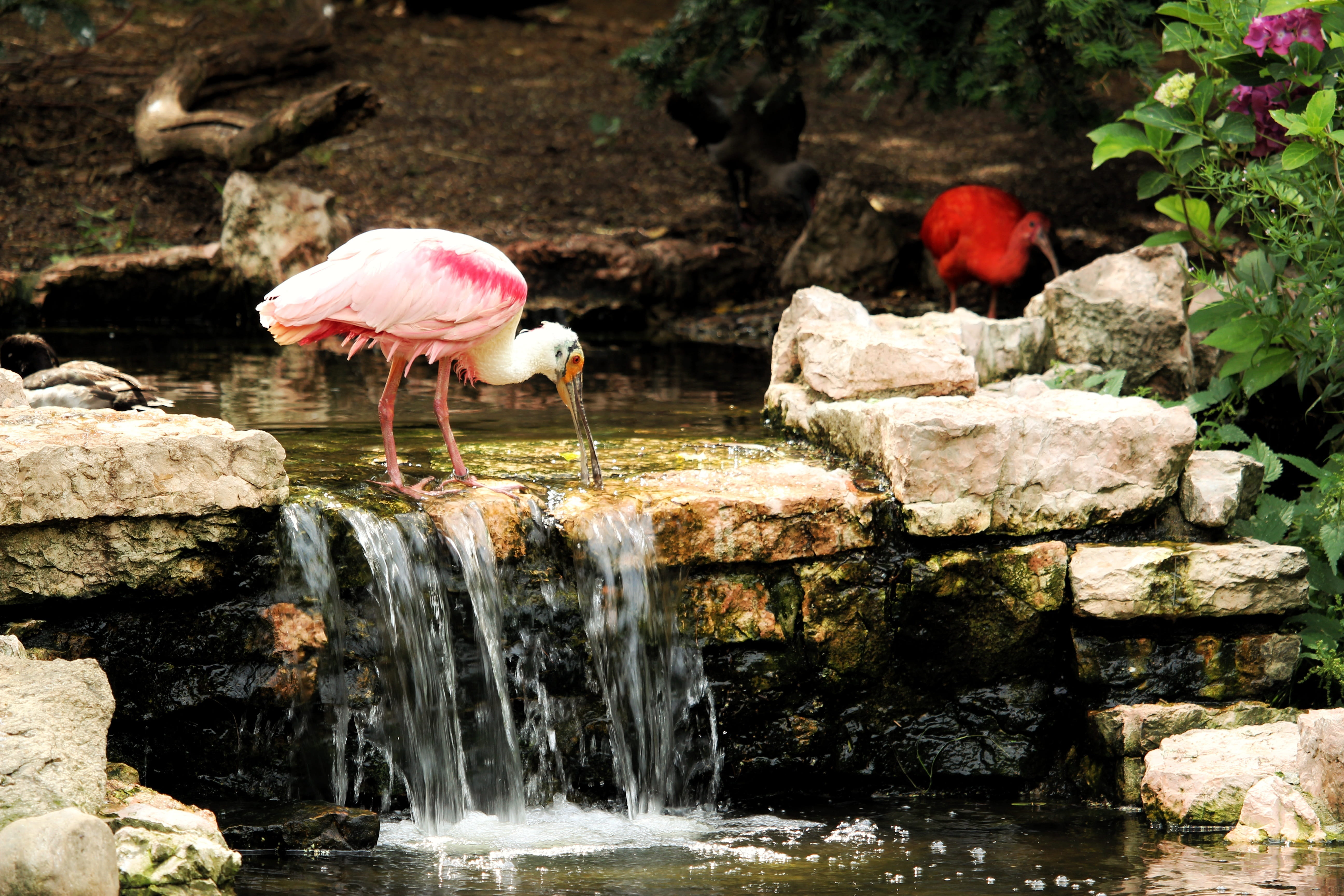 solid, rock - object, beauty in nature, animal wildlife, outdoors, stilt legs, bird, flowing, group of animals, flowing water, lake, ibis, motion, no people, HD Wallpaper