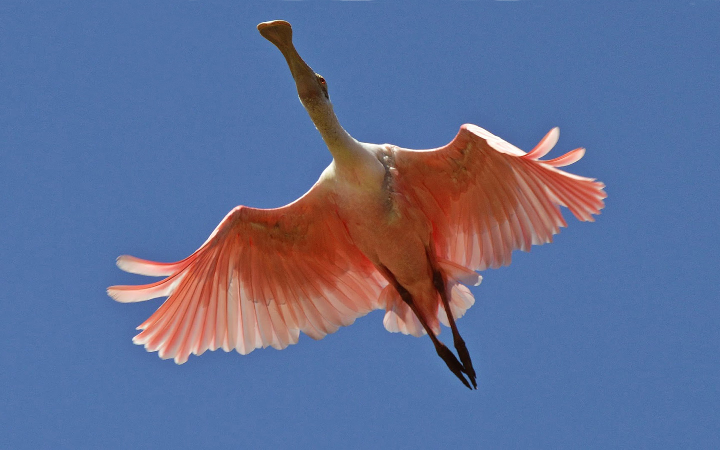 animal wing, animal, 2K, animal body part, desktop, sky, animal themes, spoonbill, low angle view, one animal, nature, vertebrate, ajaja, clear sky, day, HD Wallpaper