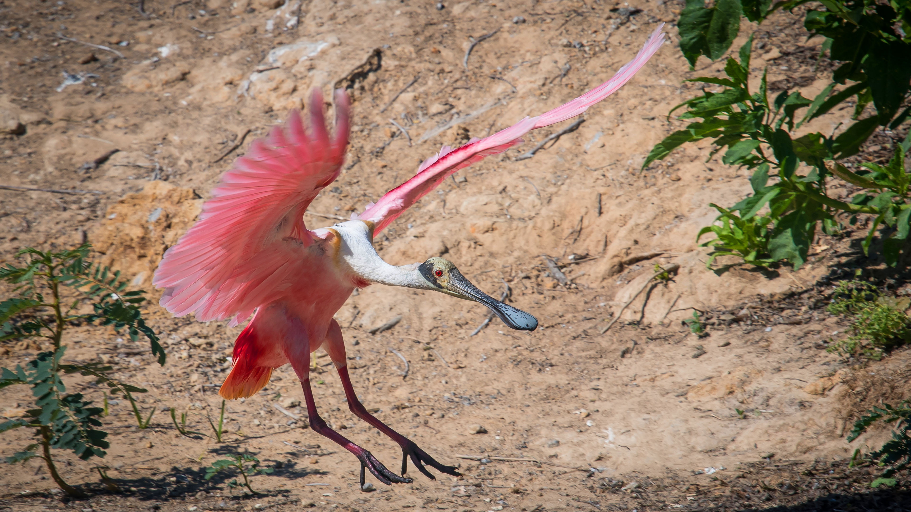 full length, vertebrate, beauty in nature, bird, photo, spread wings, spoonbill, nature, motion, 4K, land, landing, roseate, texas, animals in the wild, HD Wallpaper