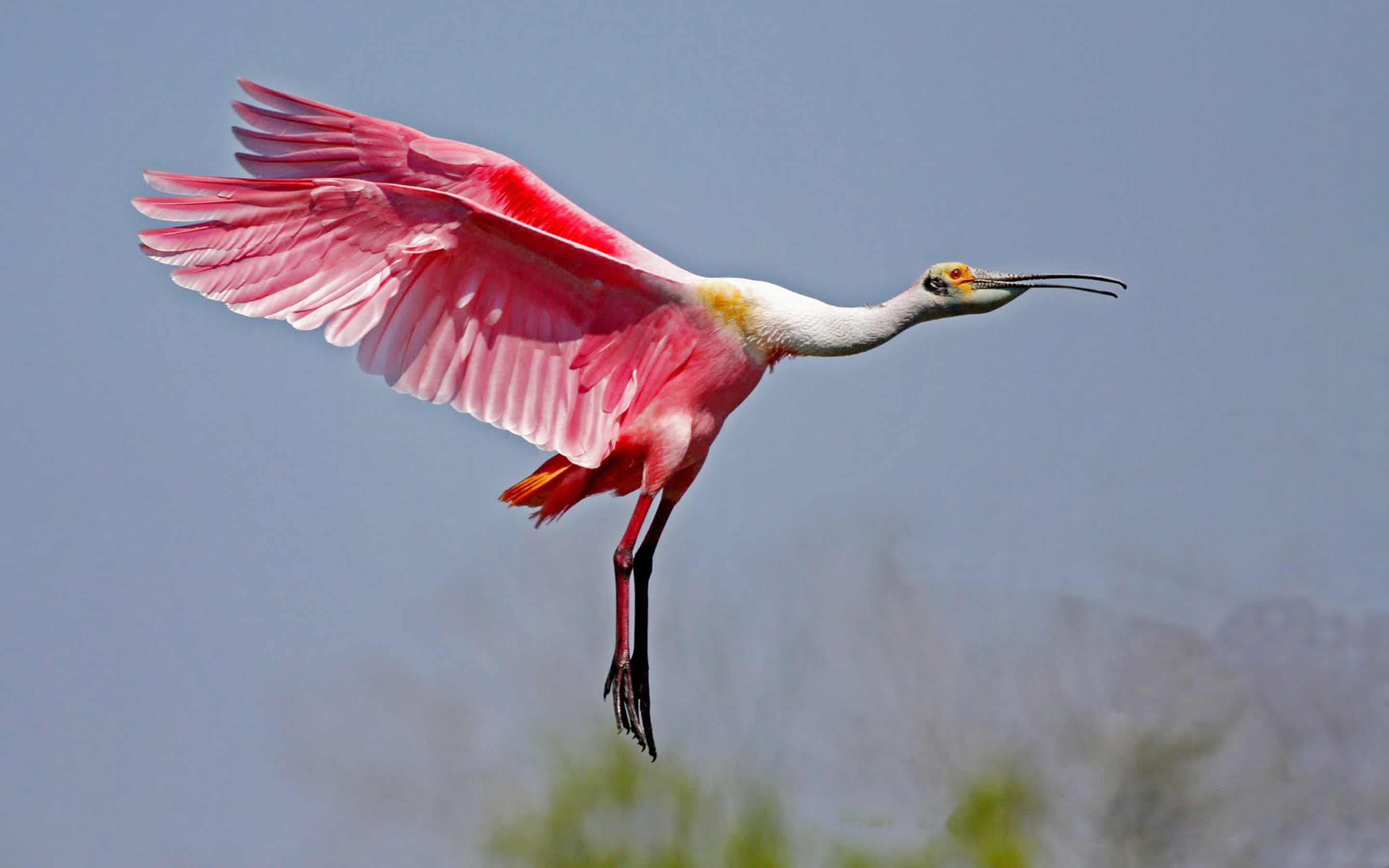nature, spread wings, focus on foreground, day, animal wildlife, side view, birds, animal, flying, no people, hd, full length, ibis, animal neck, outdoors, HD Wallpaper