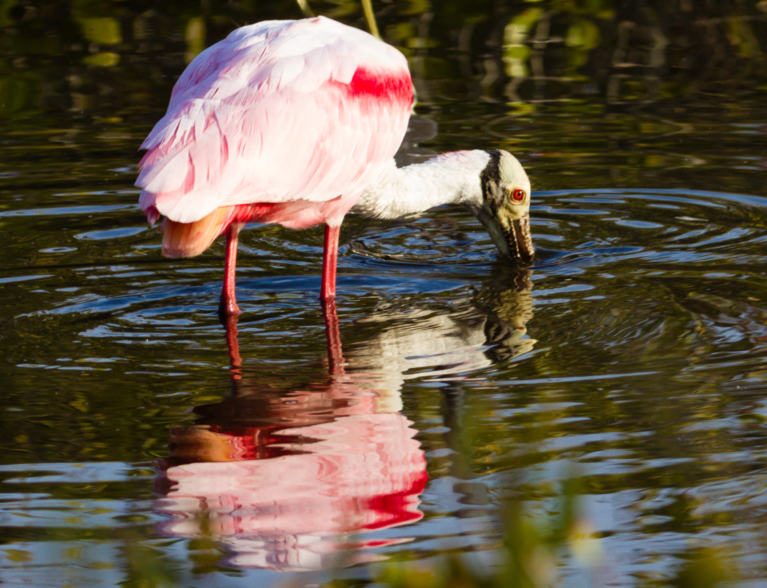 eye, animal head, 1080P, water, florida, reflection, animals in the wild, outdoors, day, nature, shrimping, lake, vertebrate, flamingo, one animal, animal, HD Wallpaper