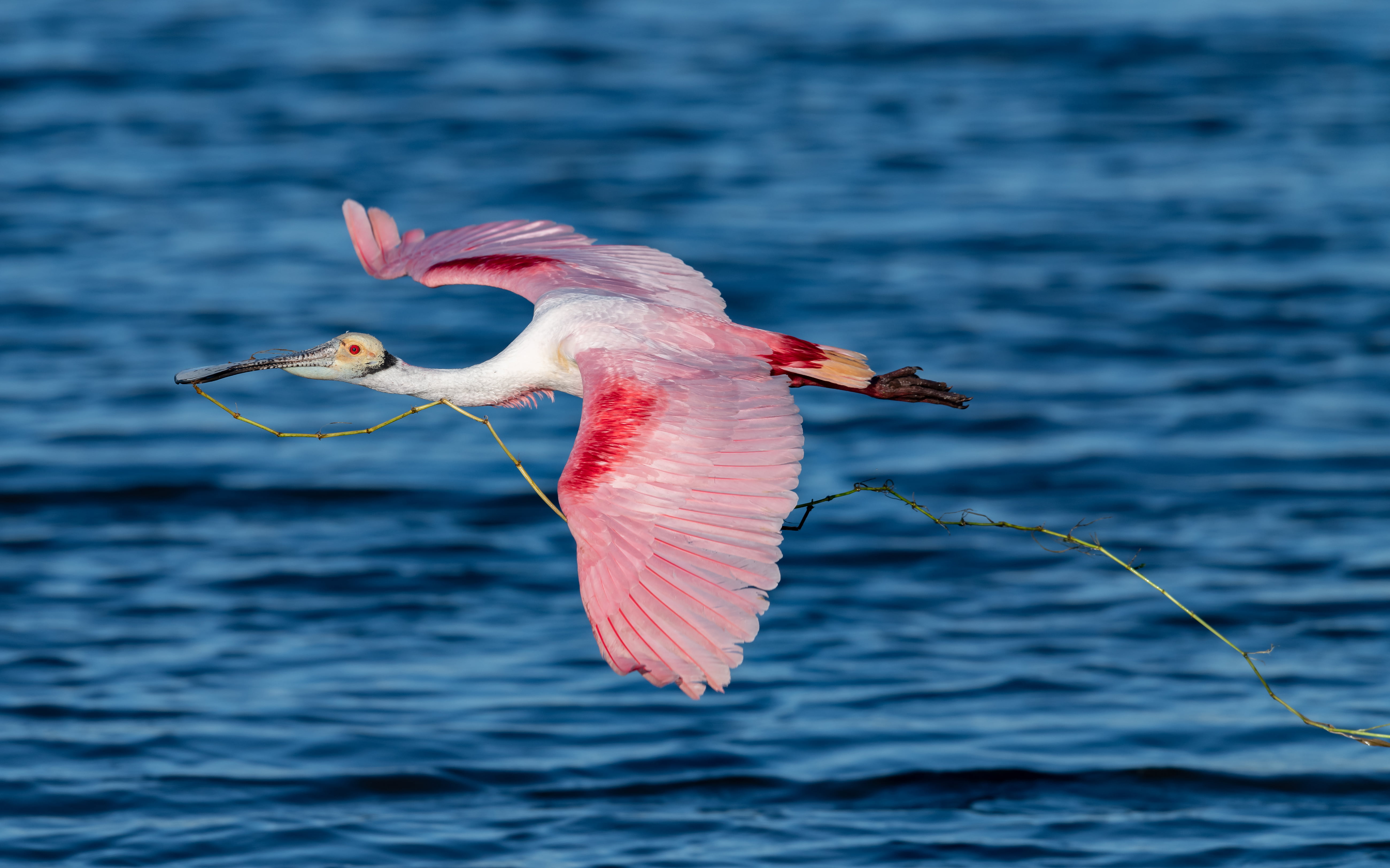 water, white, hd, spoonbill, making, waterfront, bird, focus on foreground, america, north, nature, sea, roseate, animal, birds, animal wildlife,, HD Wallpaper