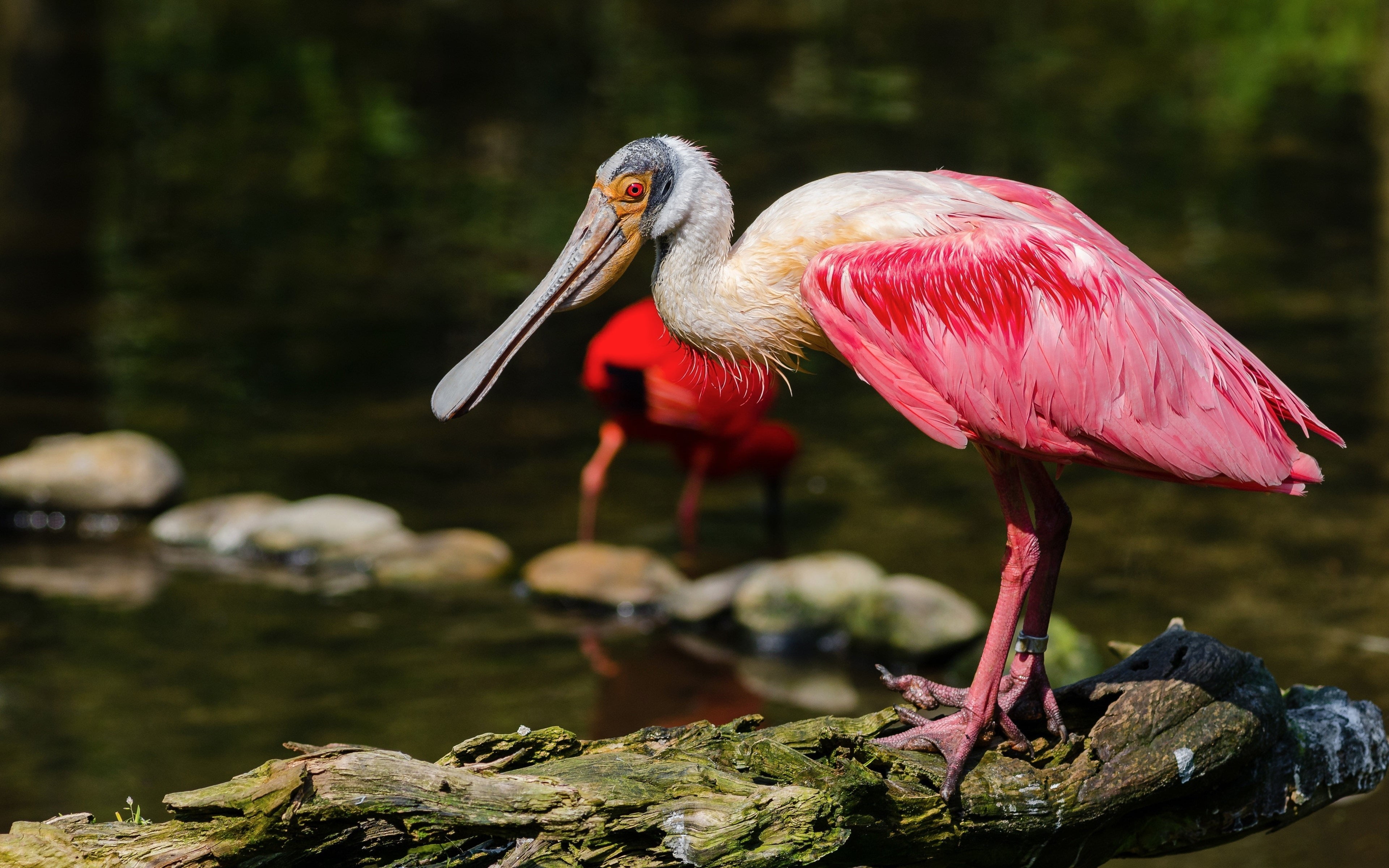 bird, nature, outdoors, animal wildlife, full length, one animal, 4K, solid, perching, animal, no people, animals in the wild, rock, animal themes, beak, HD Wallpaper