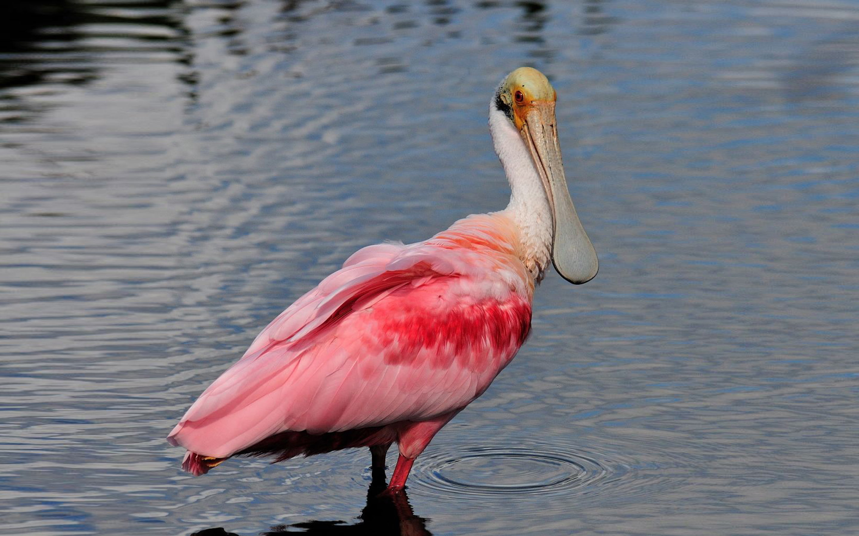 hd, bird, form, named, walpaper, roseate, shovel, 2K, beak, shape, spoonbill, HD Wallpaper