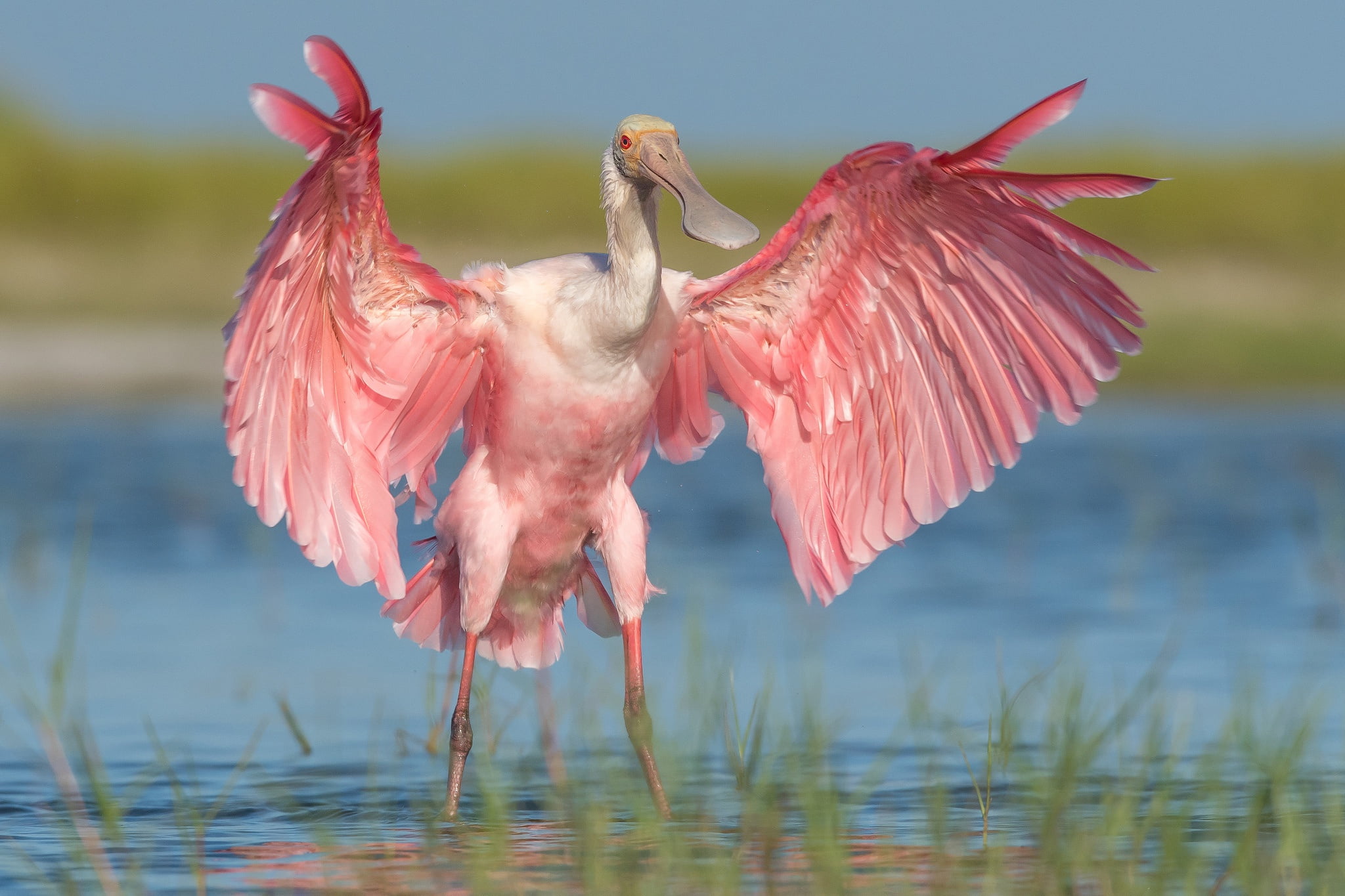 1080P, water, bird, wings, Roseate spoonbill, HD Wallpaper