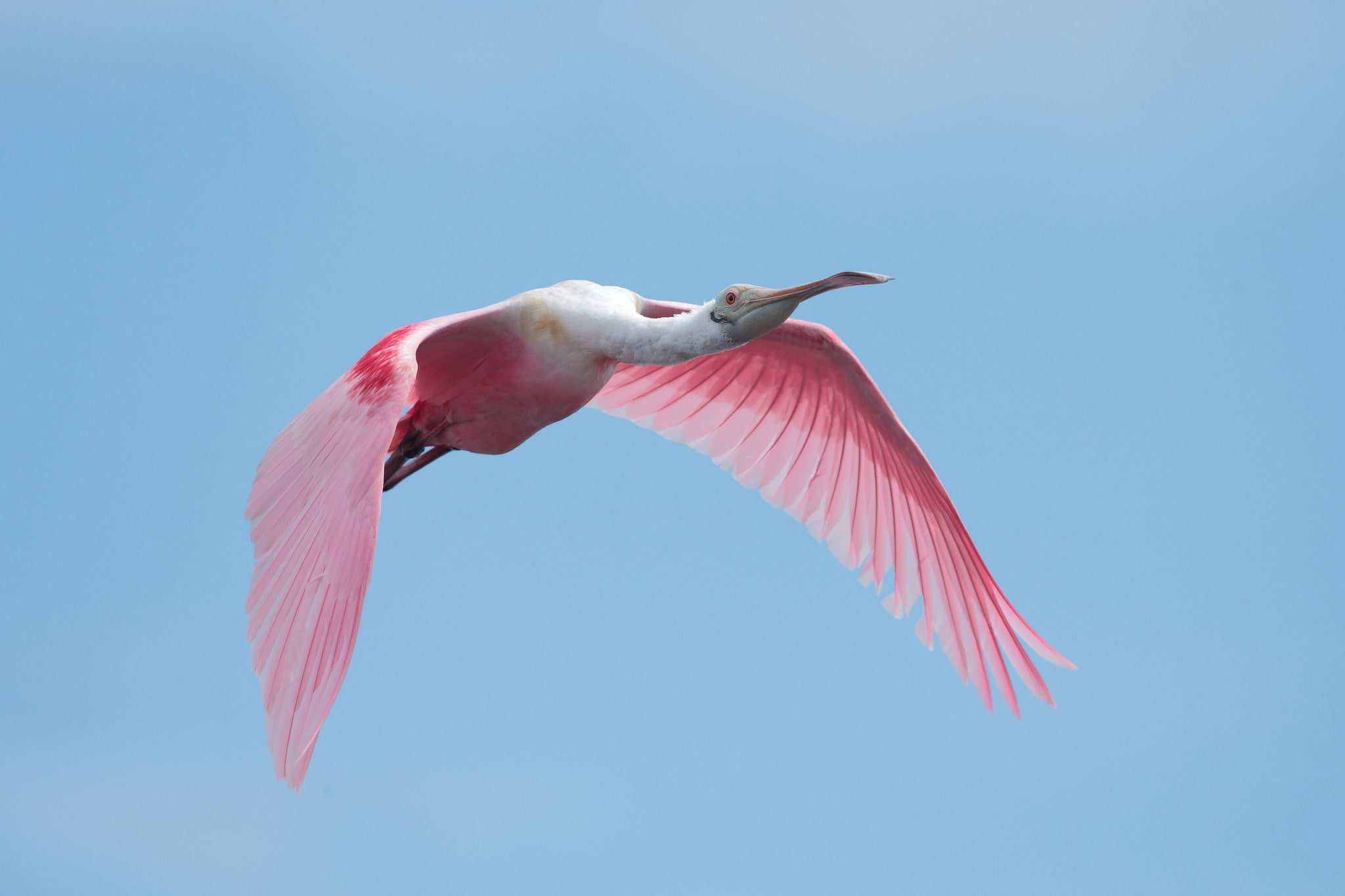 roseate spoonbill, 1080P, HD Wallpaper