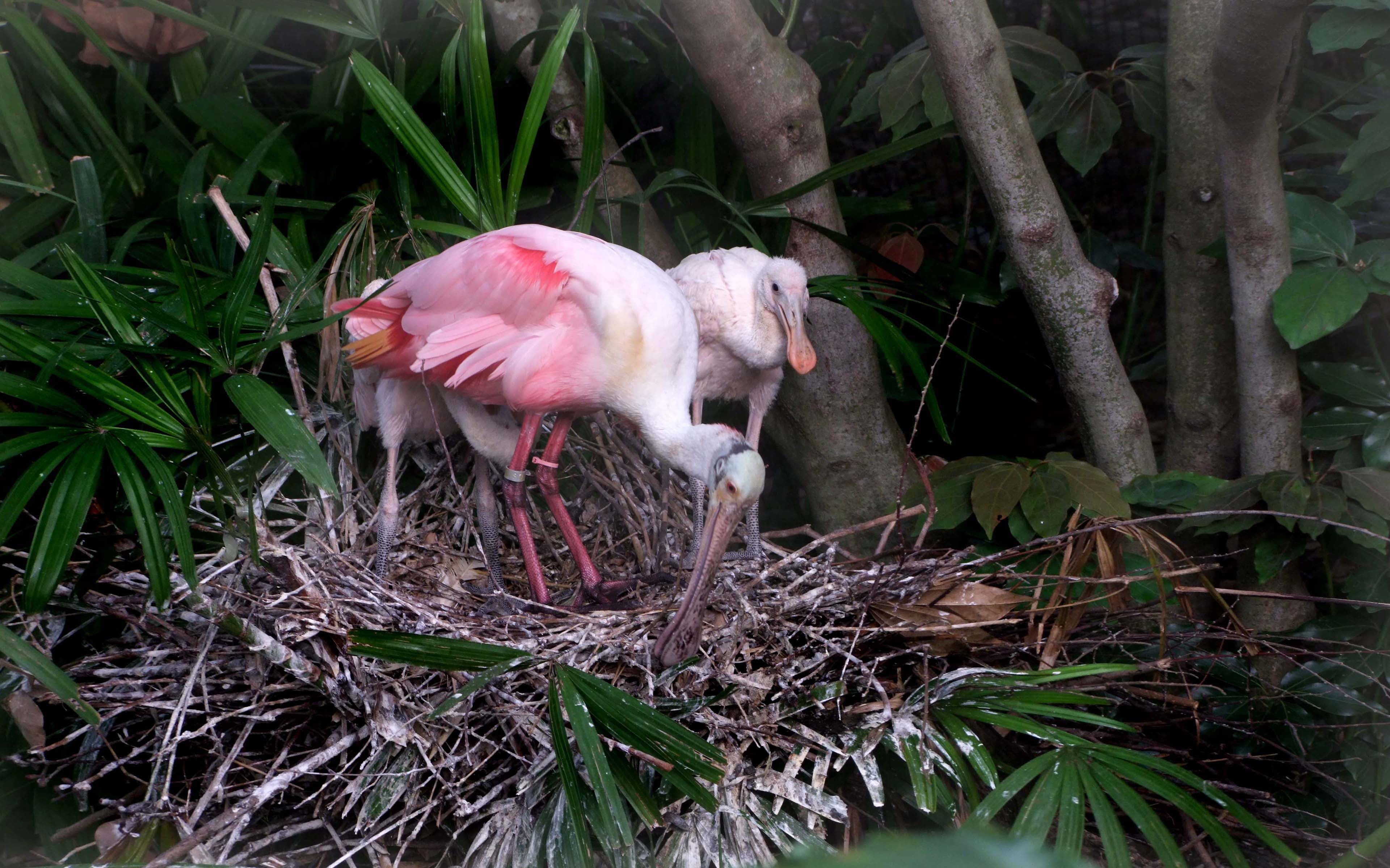 4K, nature, tree, animal wildlife, young animal, bird, parent, young bird, growth, nest, animals in the wild, branch, no people, outdoors, plant, vertebrate, HD Wallpaper
