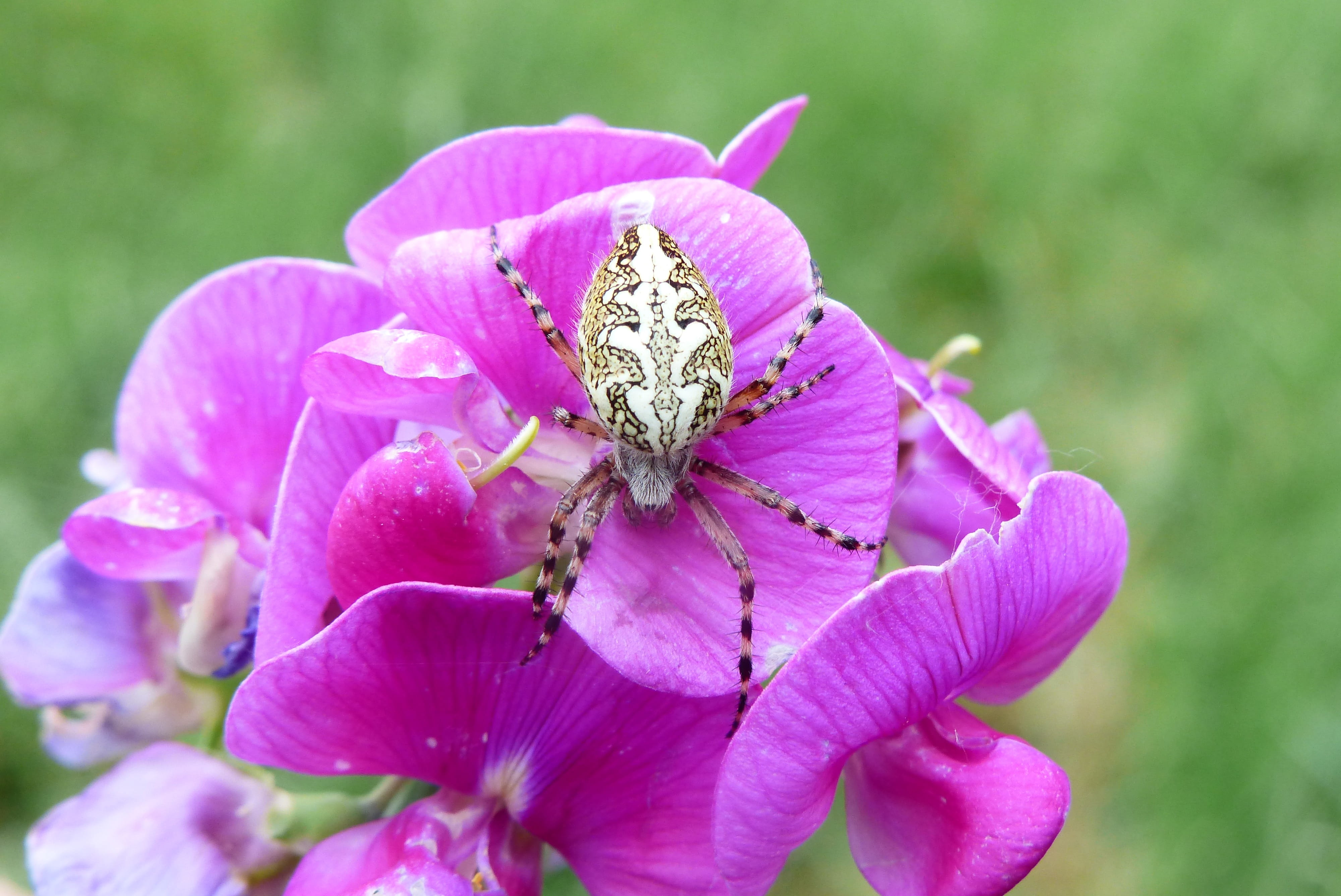 at the court of, beautiful, animal wildlife, kołosz colored, no people, sparceta sowing, fragility, animals, growth, inflorescence, the environment, spider, HD Wallpaper