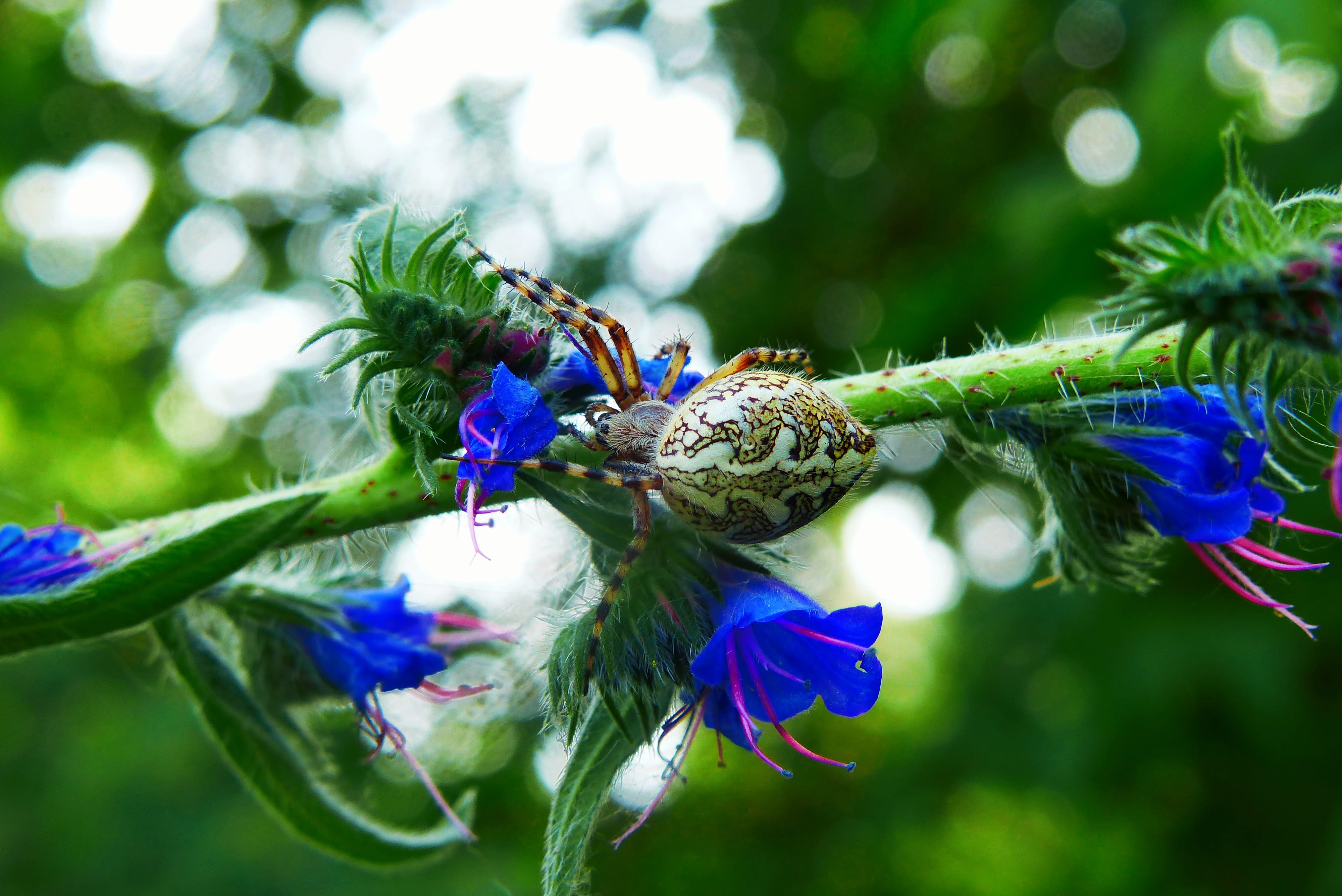 lawn, beauty in nature, flower head, animals, spring, animal, invertebrate, spider oak, animal wing, plant, purple, vulnerability, one animal, color, focus on foreground, HD Wallpaper