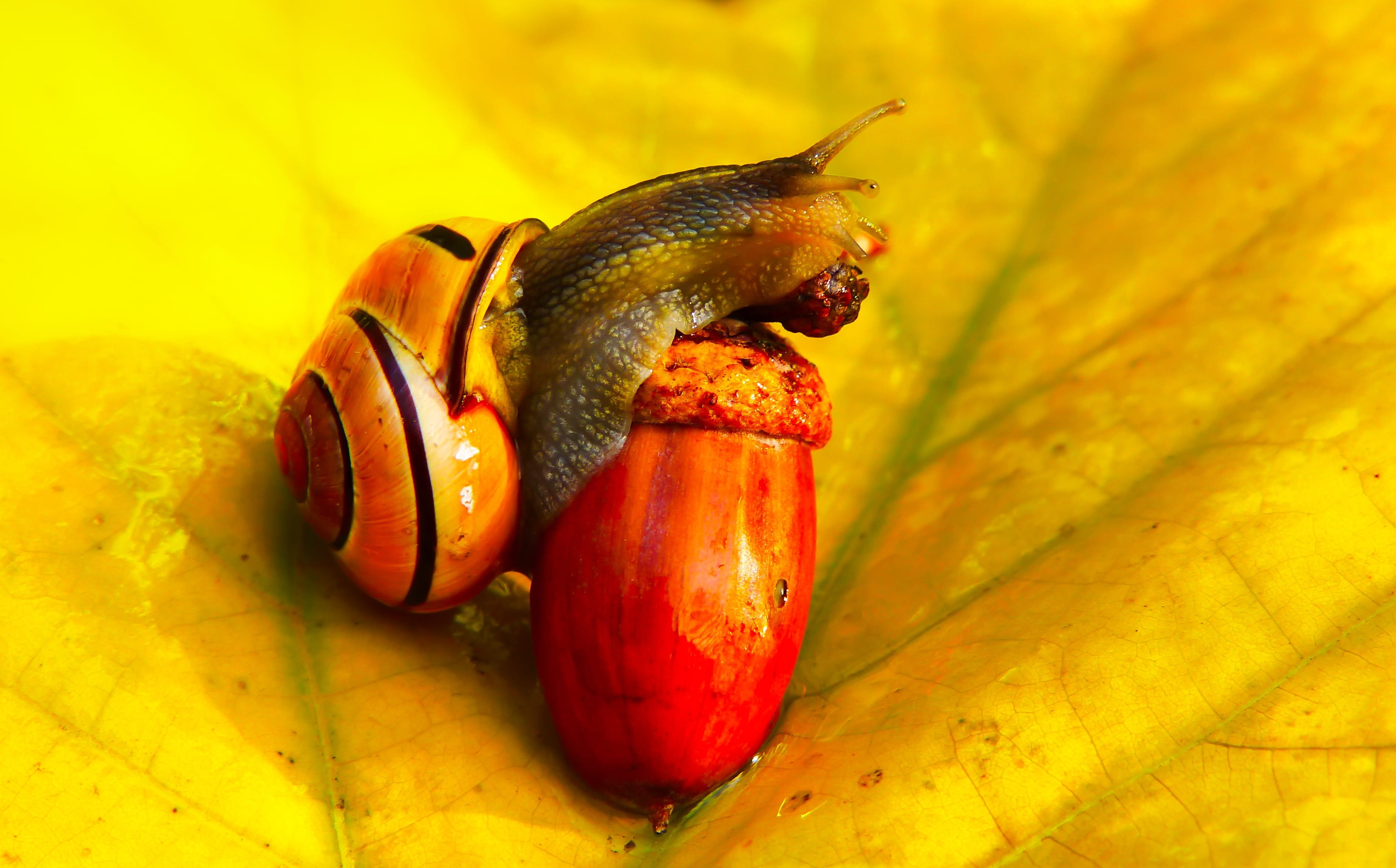 focus on foreground, red, plant, closeup, at the court of, animals, leaf, color, freshness, close-up, animal wildlife, wellbeing, animal, indoors, yellow, HD Wallpaper