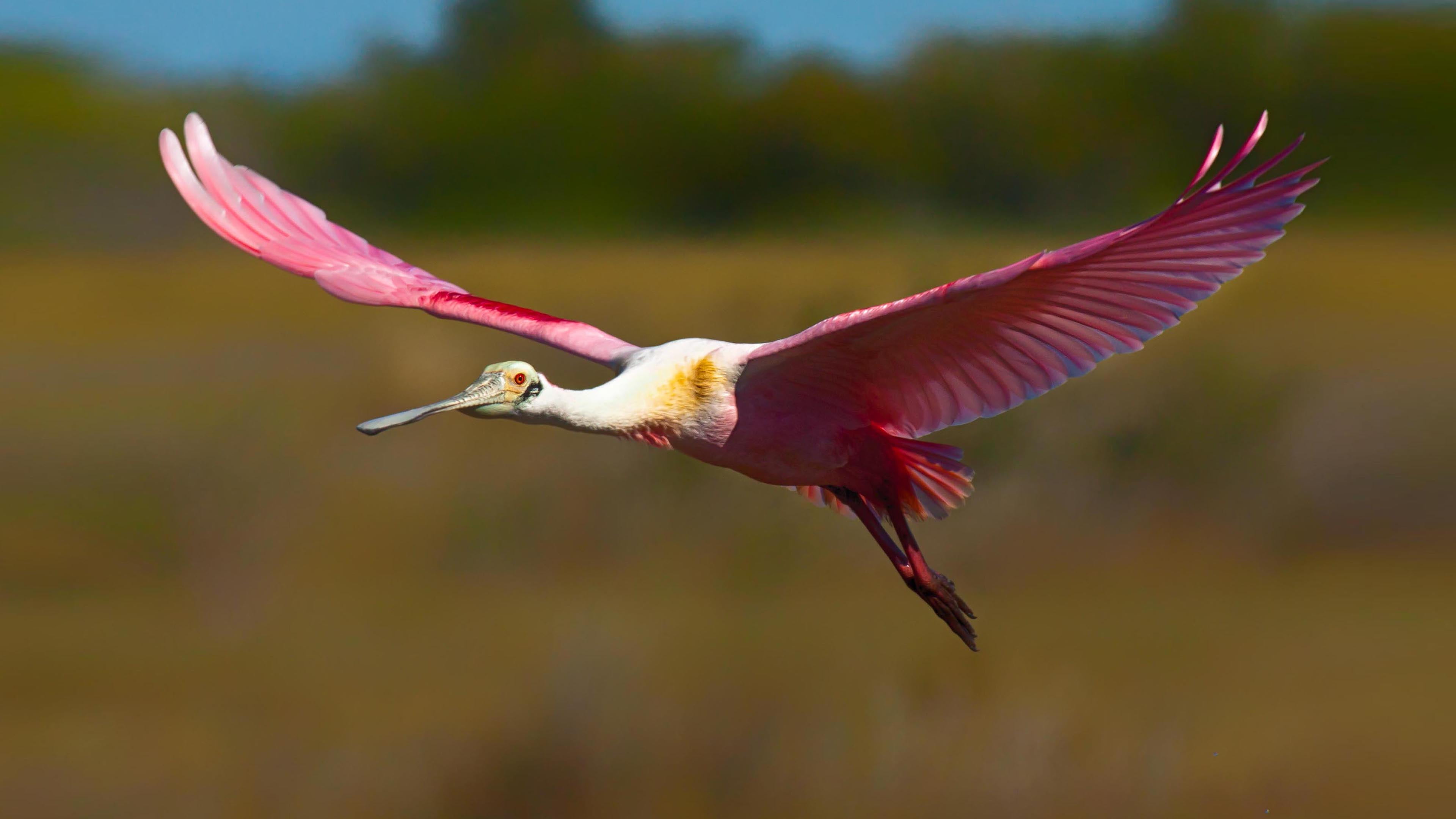 beauty in nature, animal themes, outdoors, flight, side view, roseate, animal wildlife, flapping, no people, close-up, red, spoonbill, bird, HD Wallpaper