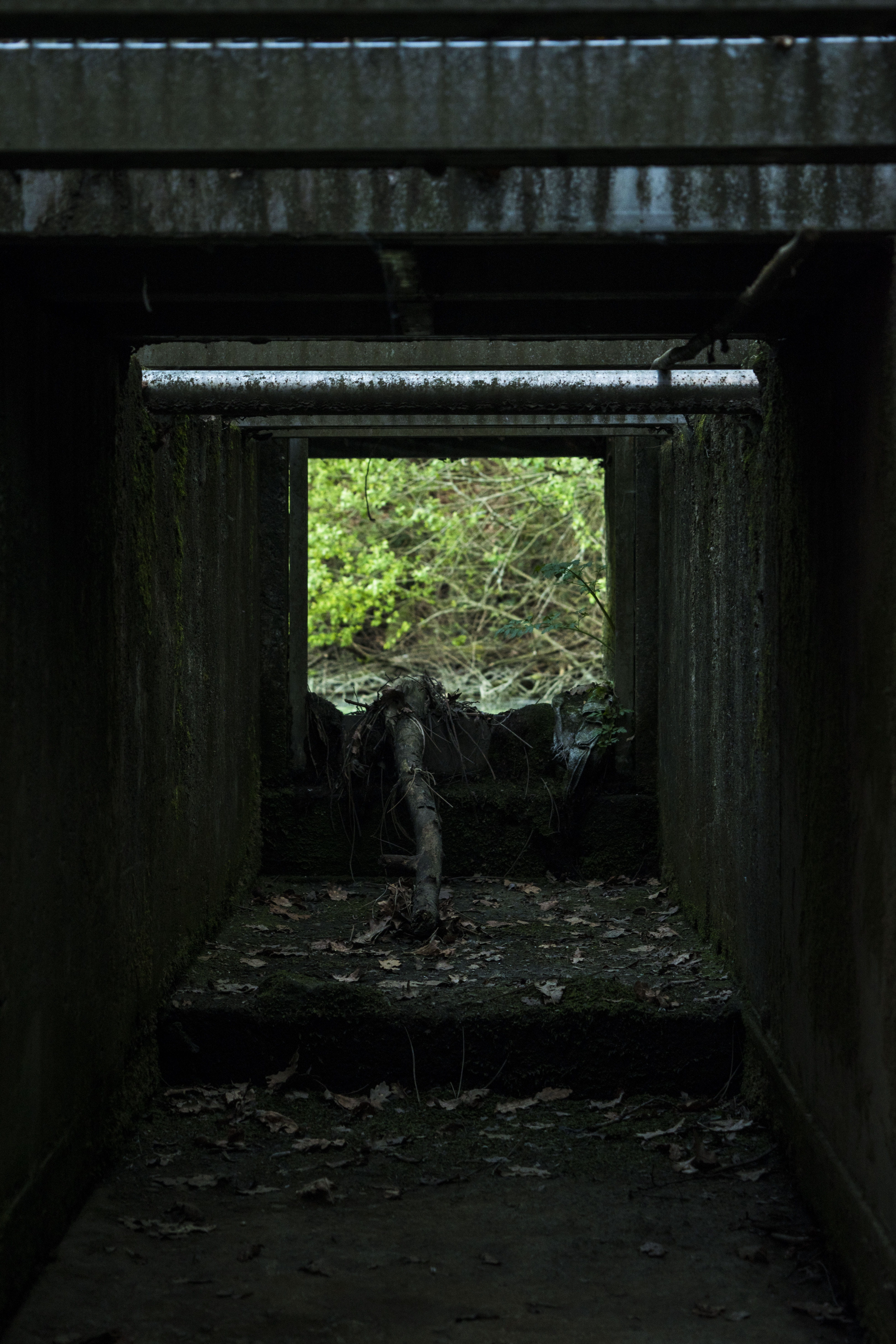 abandoned, aventure, galicia, ruin, vigo, ruins, messy, naturaleza, plant, standing, full length, 5K, bridge - man made structure, green, ruinas, old, Phone HD Wallpaper
