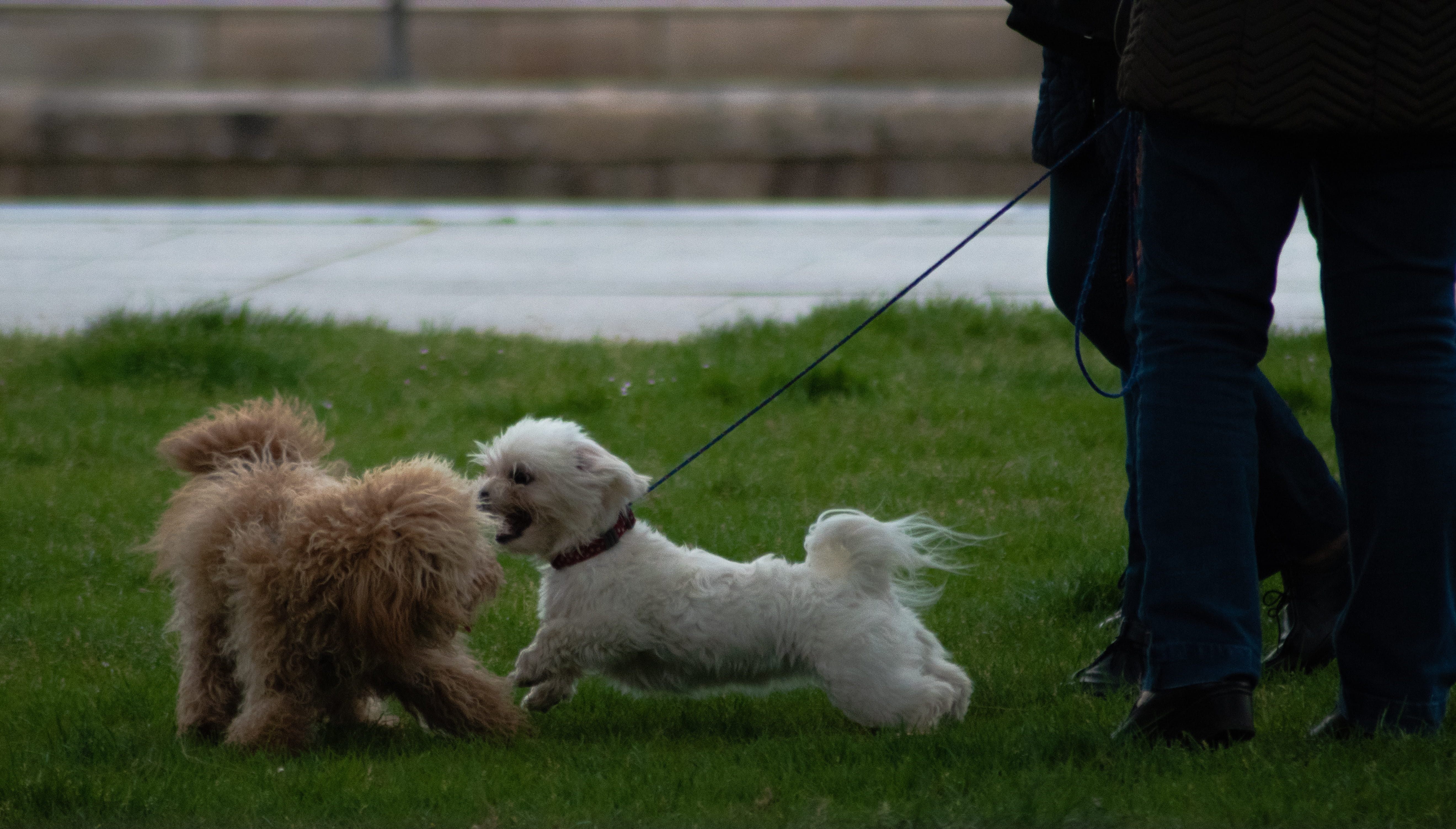 pets, standing, people, lucha, low section, fight, perro, dog, domestic, one animal, vertebrate, galicia, mammal, spain, small, canine, perros, poodle, HD Wallpaper