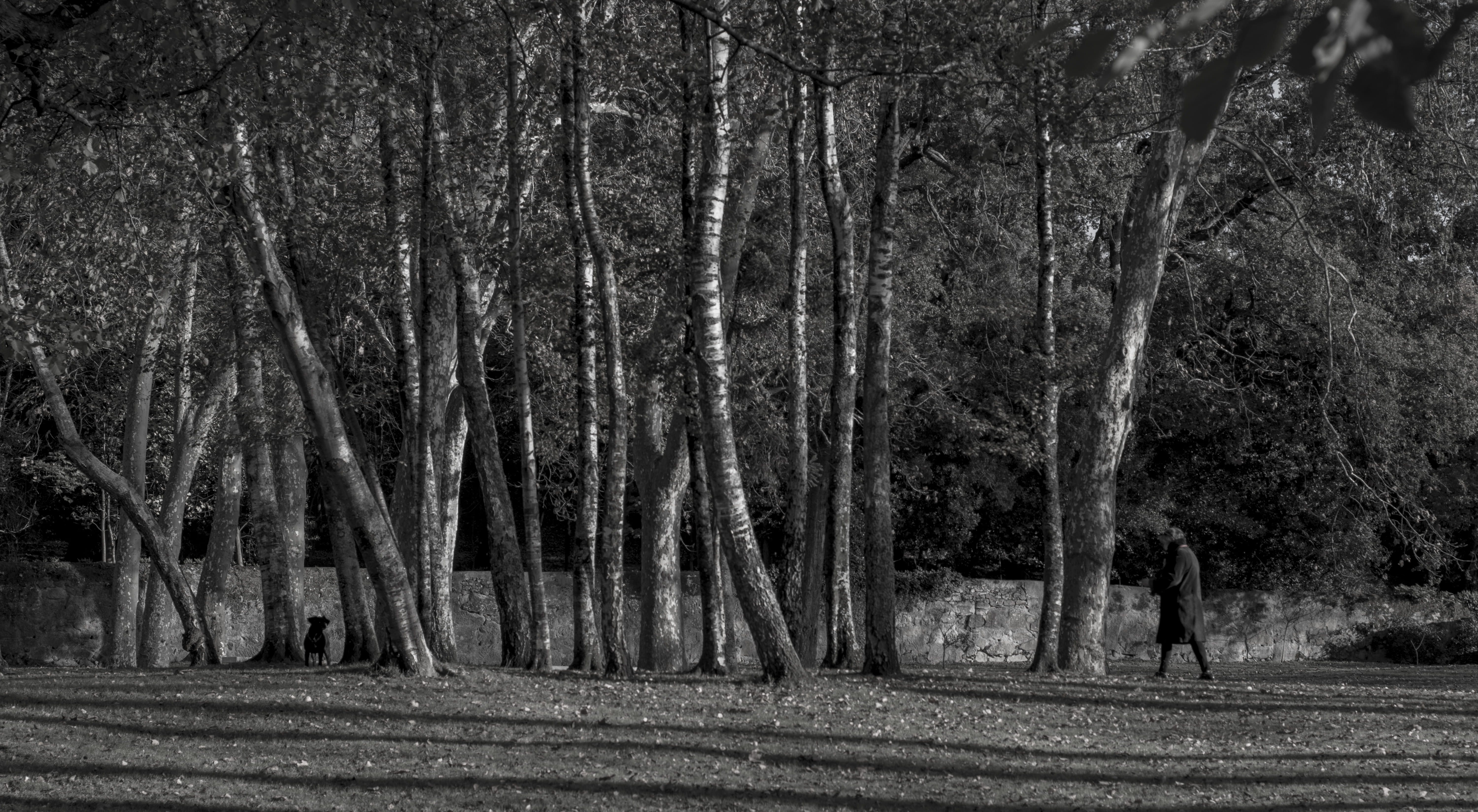 no people, growth, environment, forest, nature, dog, trunk, autumn, vigo, 5K, trees, plant, castrelos, spain, landscape, land, galicia, tree trunk, tree, HD Wallpaper
