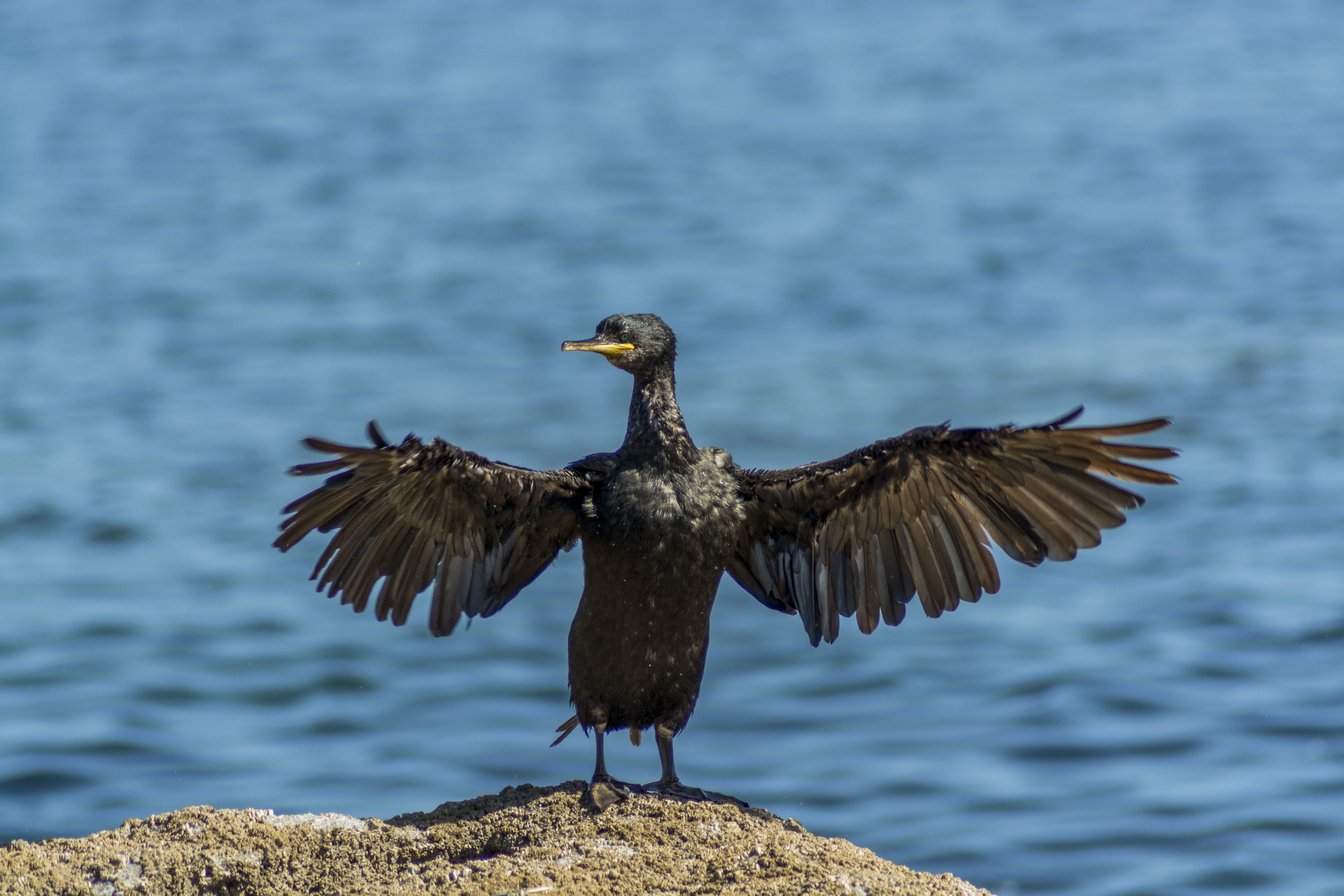 bird, Archipelago, no people, crest, vertebrate, flapping, flying, Shag, es, nature, animal themes, one animal, close-up, pen, peak, focus on foreground, HD Wallpaper