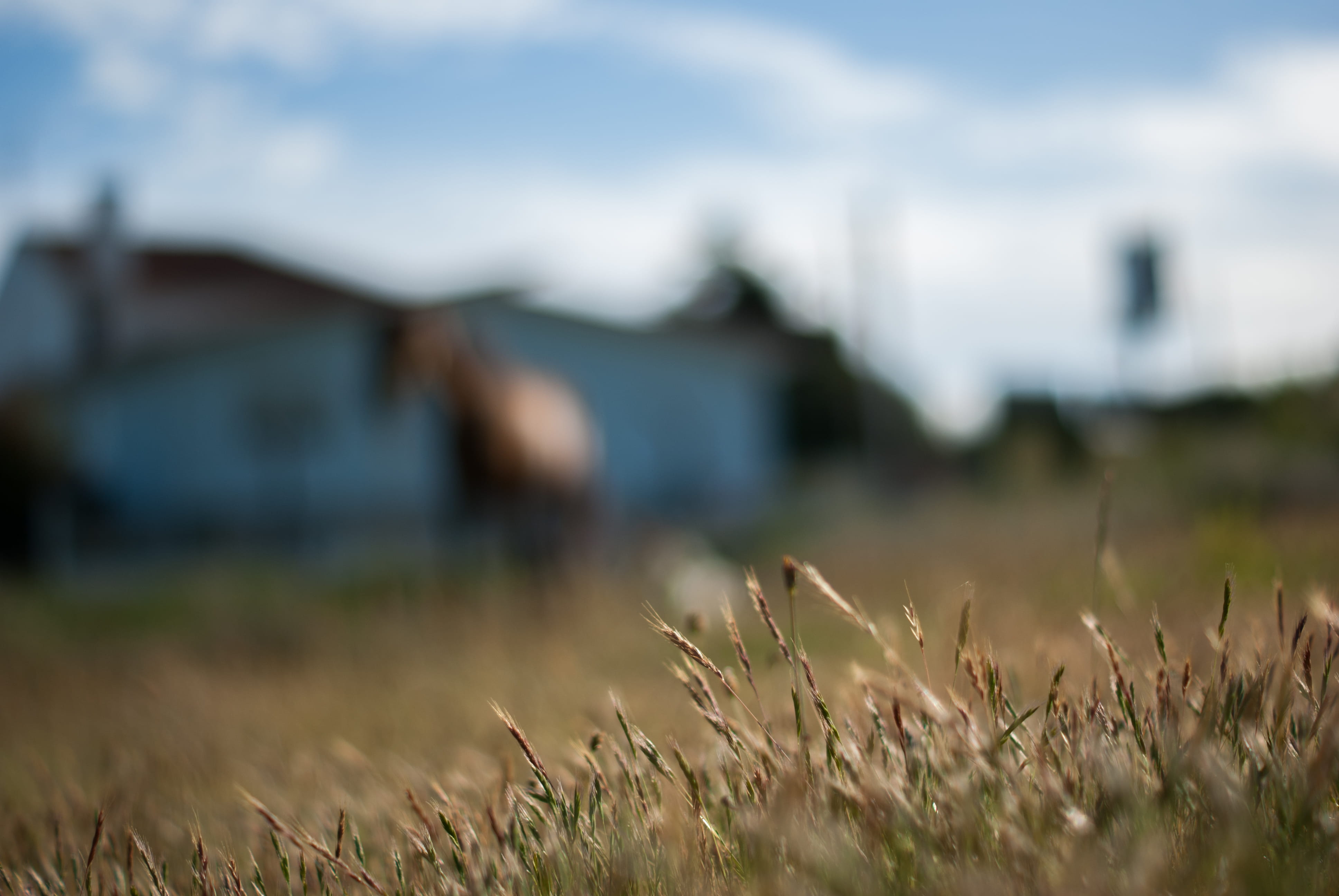 field, growth, landscape, horse, vigo, architecture, land, focus on foreground, no people, wheat, 4K, agriculture, grass, cloud - sky, spain, rural scene, HD Wallpaper