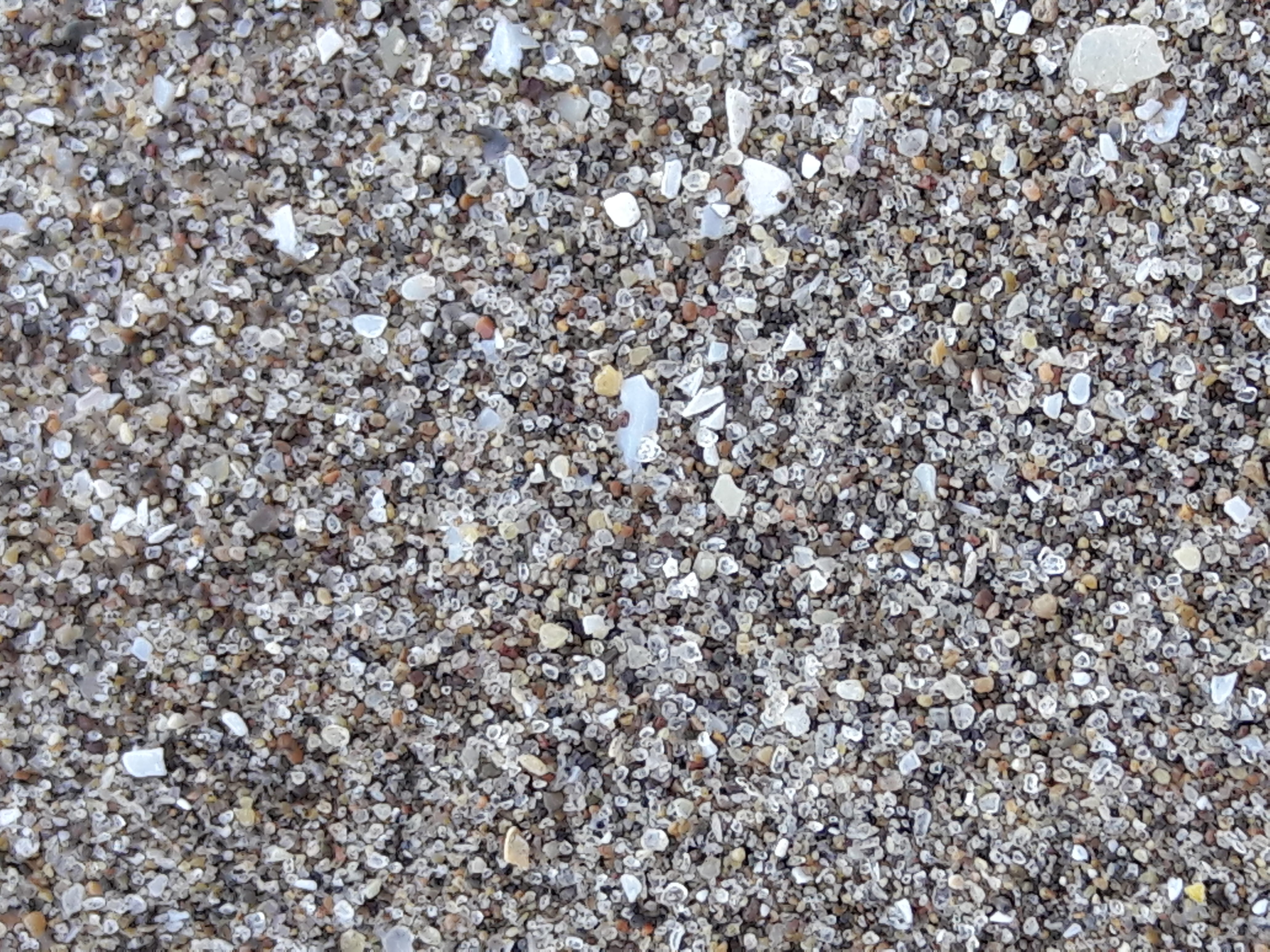 abundance, close-up, land, shell, high angle view, textured, pebble, villa gesell, sand, directly above, rough, arena, day, beach, rock, outdoors, animal, HD Wallpaper