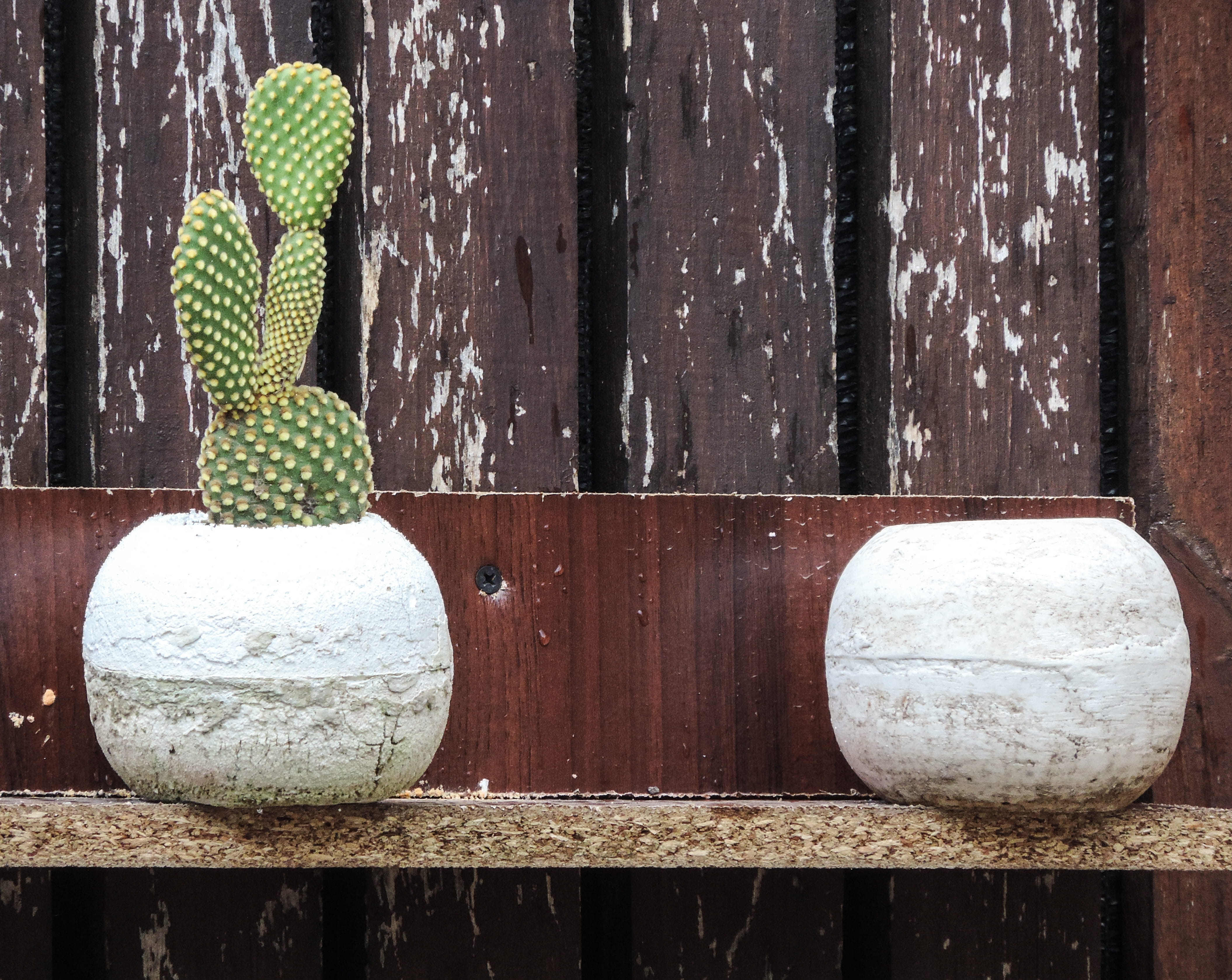 day, art and craft, black bear, pattern, dessert, wedding cake, cast, 4K, green color, maceta, close-up, pot, planta, cactus, nature, representation, creativity, HD Wallpaper