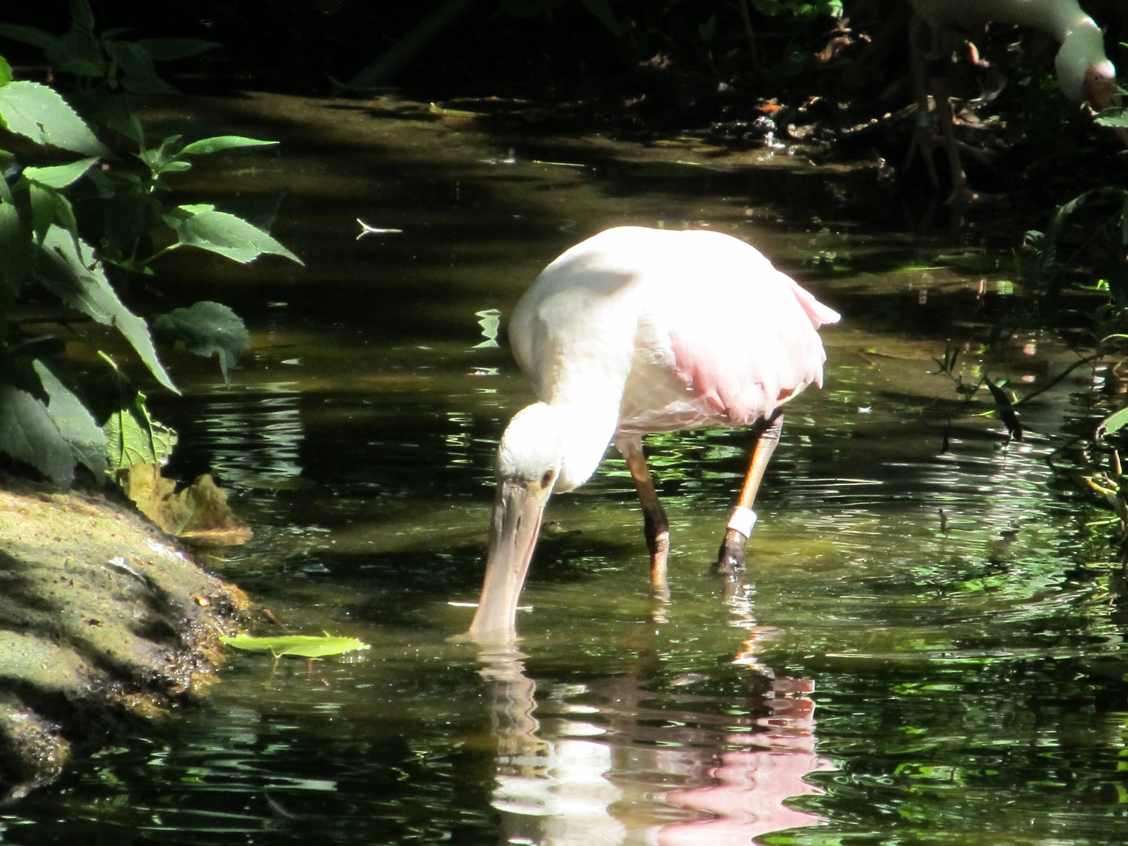animal neck, outdoors, wildlife, enclosure, vertebrate, bird, shallow, animals in the wild, drinking, one animal, beauty in nature, roseate spoonbill, day, HD Wallpaper