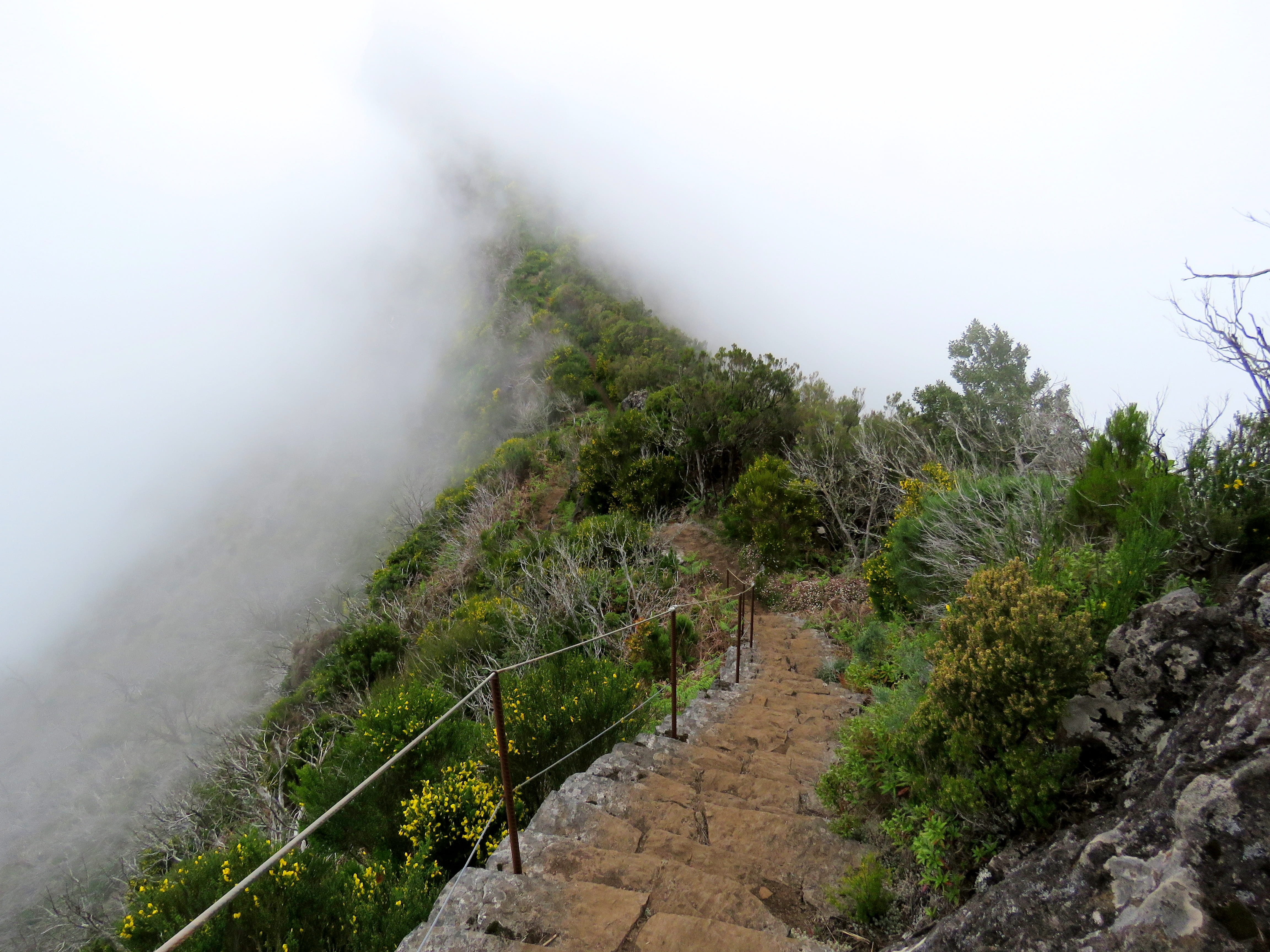 tranquility, tree, mountains, plant, green, landscape, non-urban scene, growth, 4K, hiking trail, stairs, madera, environment, tranquil scene, day, beauty in nature, HD Wallpaper