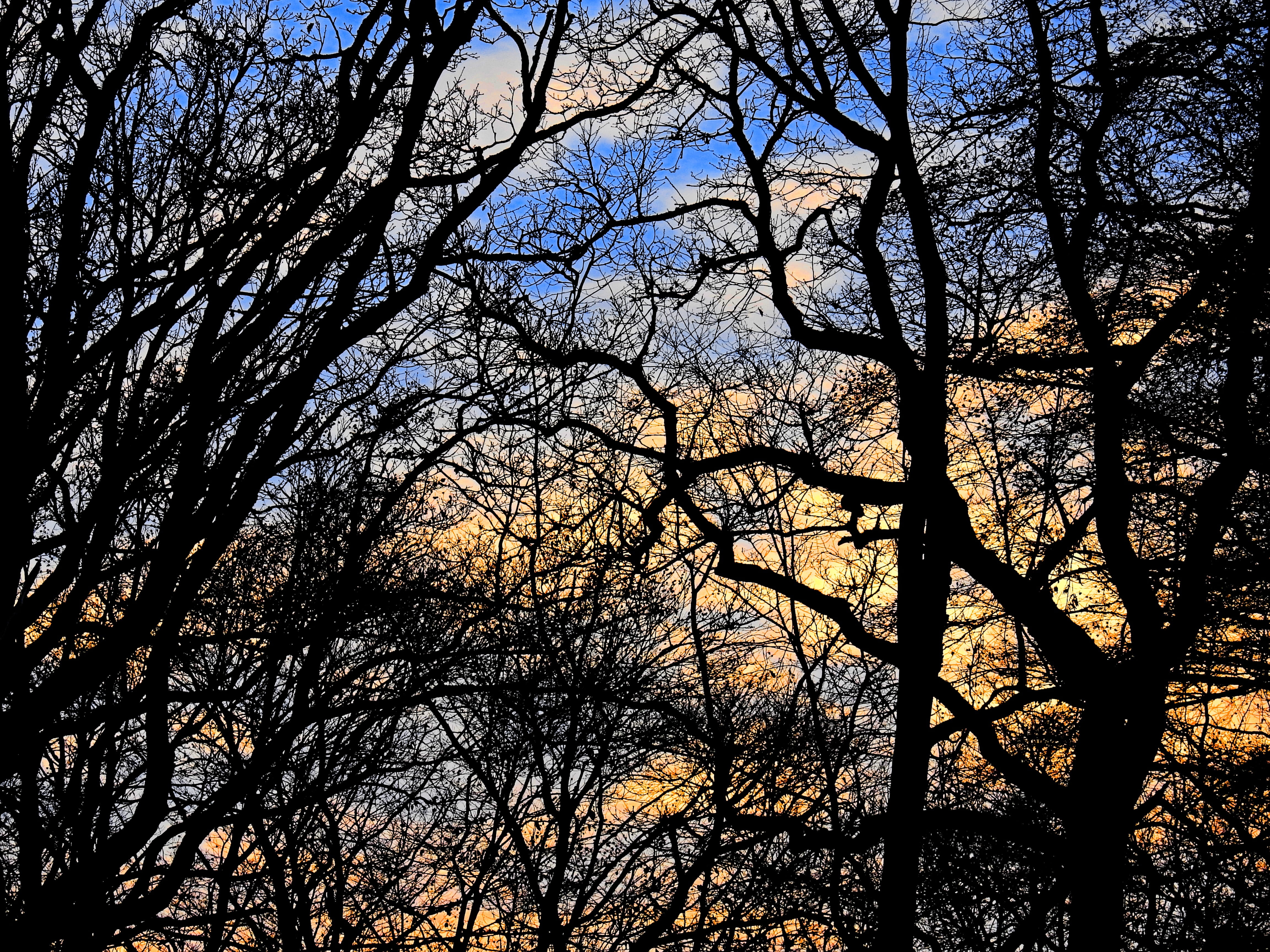 tranquility, tree canopy, sky, tree trunk, 4K, plant, land, Mood, Trees, sunset, full frame, nature, tree, day, bare tree, beauty in nature, no people, HD Wallpaper