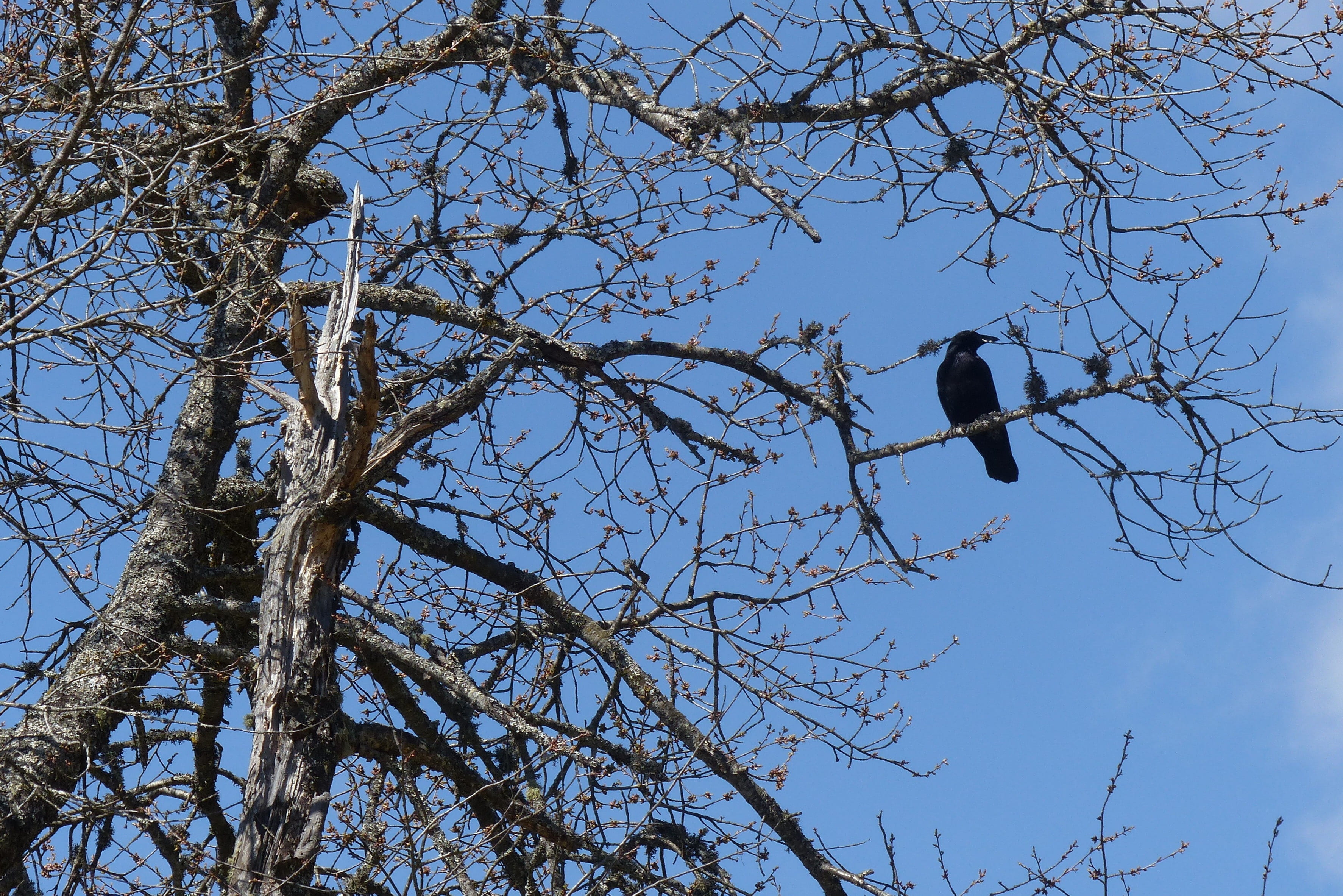 crow, animal themes, one animal, perching, low angle view, outdoors, tree canopy, branch, eagle, defoliated, vertebrate, animals in the wild, bird, nature, HD Wallpaper