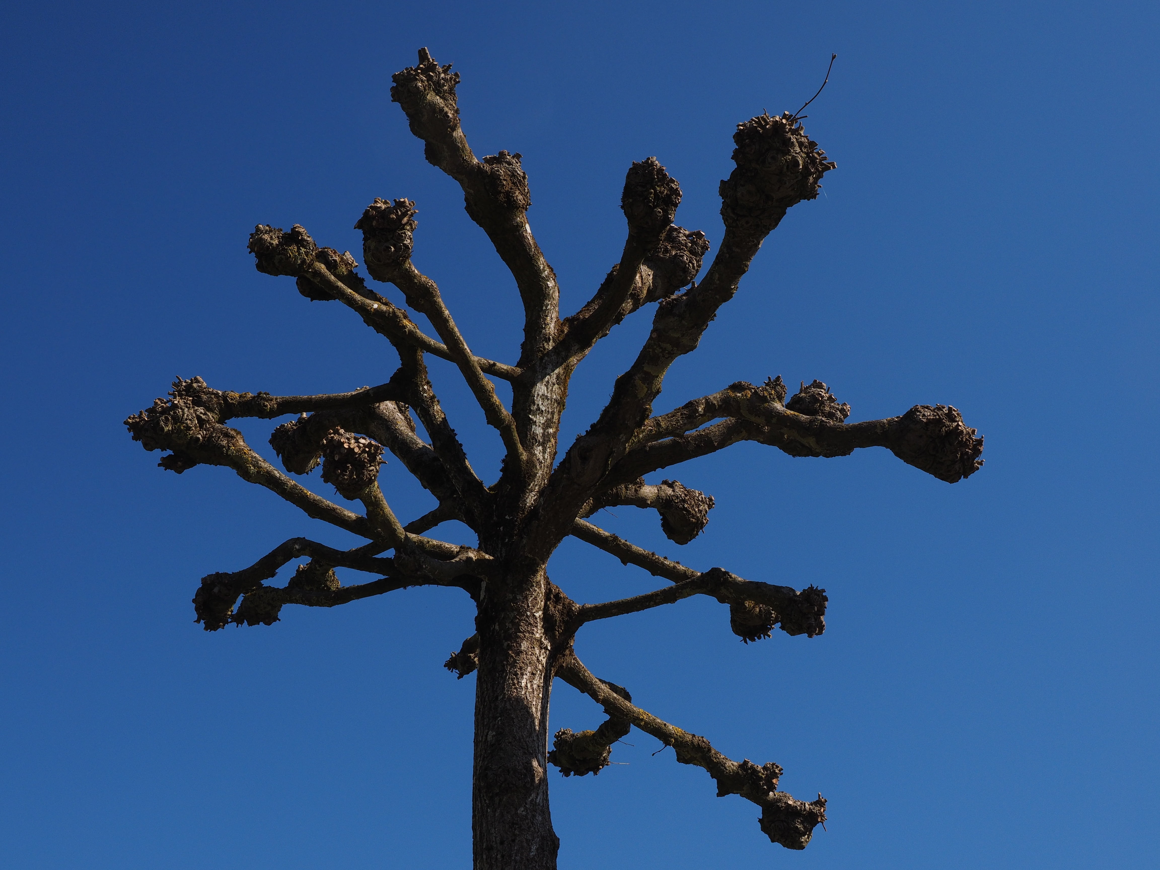 wood - material, clear sky, 4K, tranquility, cut, beauty in nature, desert, nature, tree, outdoors, succulent plant, plane, beschnitten, sky, kahl, arid climate, HD Wallpaper