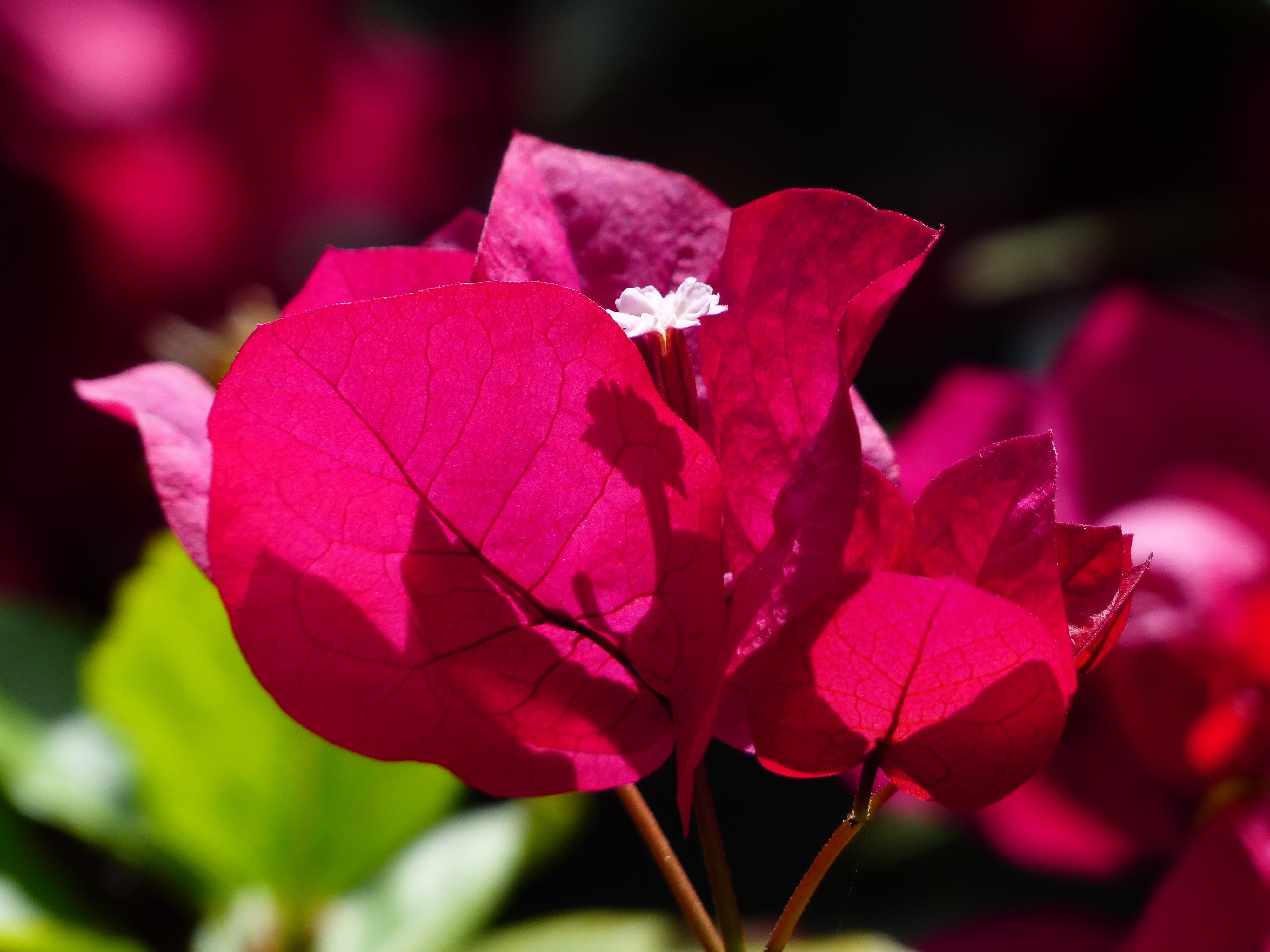 luxury, bougainvillea glabra, climber, ornamental plant, triple flower, colorful, bush, no people, flower head, nature, intensive, freshness, red, petal, HD Wallpaper
