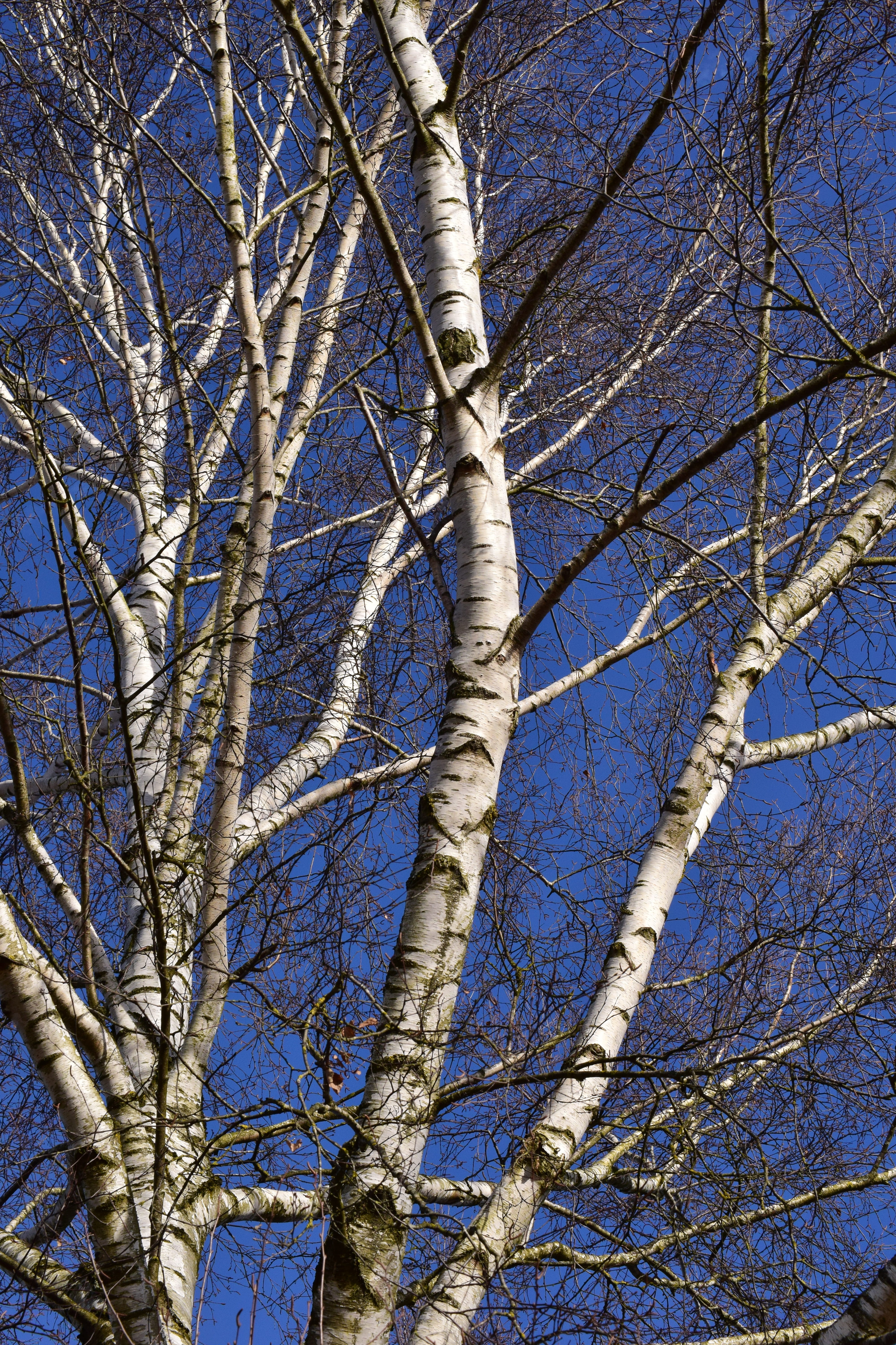 sunlight, scenics - nature, nature, white, day, sky, blue sky, tranquility, season, wood, beauty in nature, blue, tree trunk, 5K, growth, kahl, branch, Phone HD Wallpaper