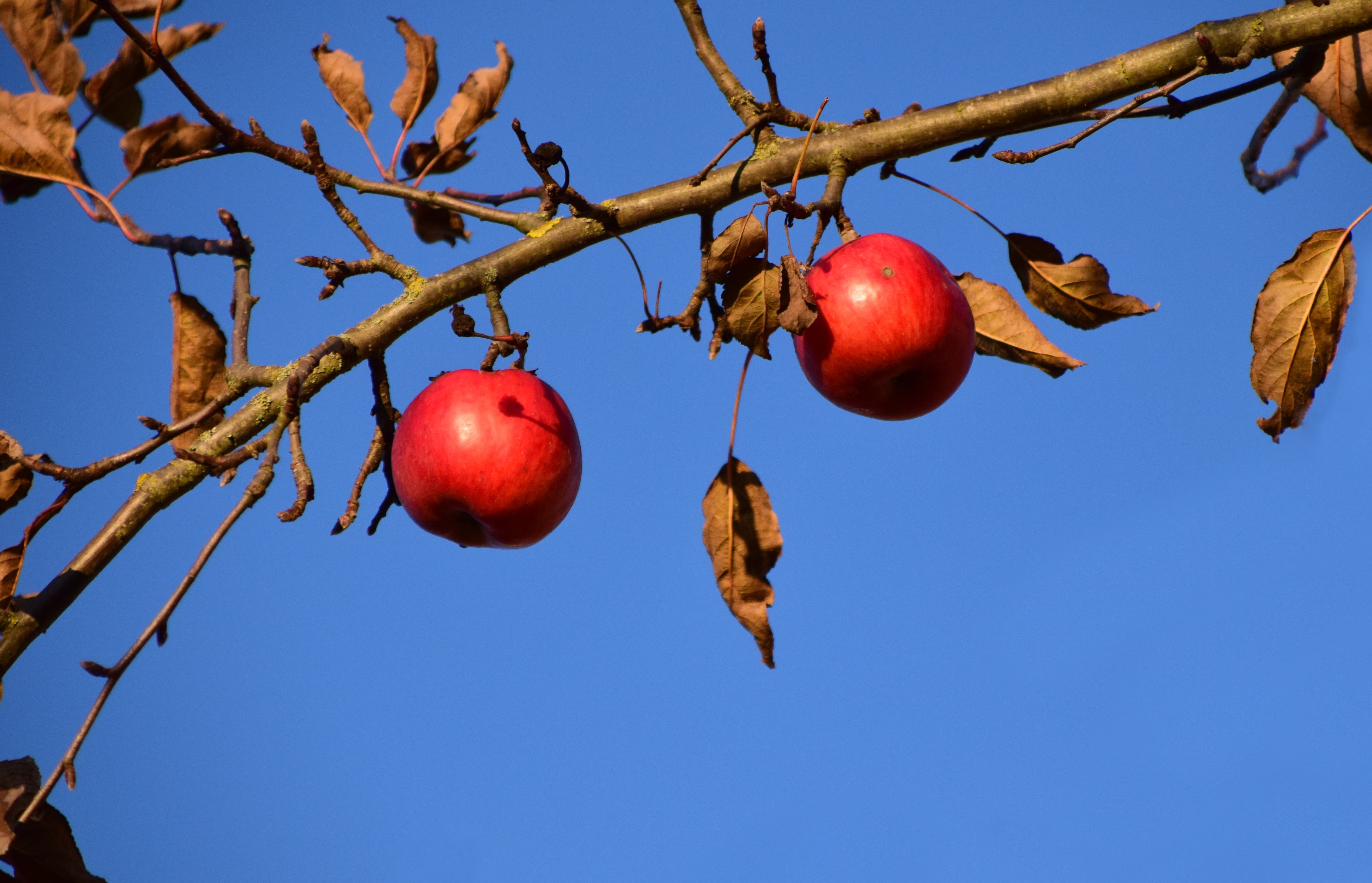 ripe, blue, sky, fruit, freshness, wellbeing, healthy eating, apple, kahl, clear sky, apple - fruit, branch, nature, red, autumn, kernobstgewaechs, day, HD Wallpaper