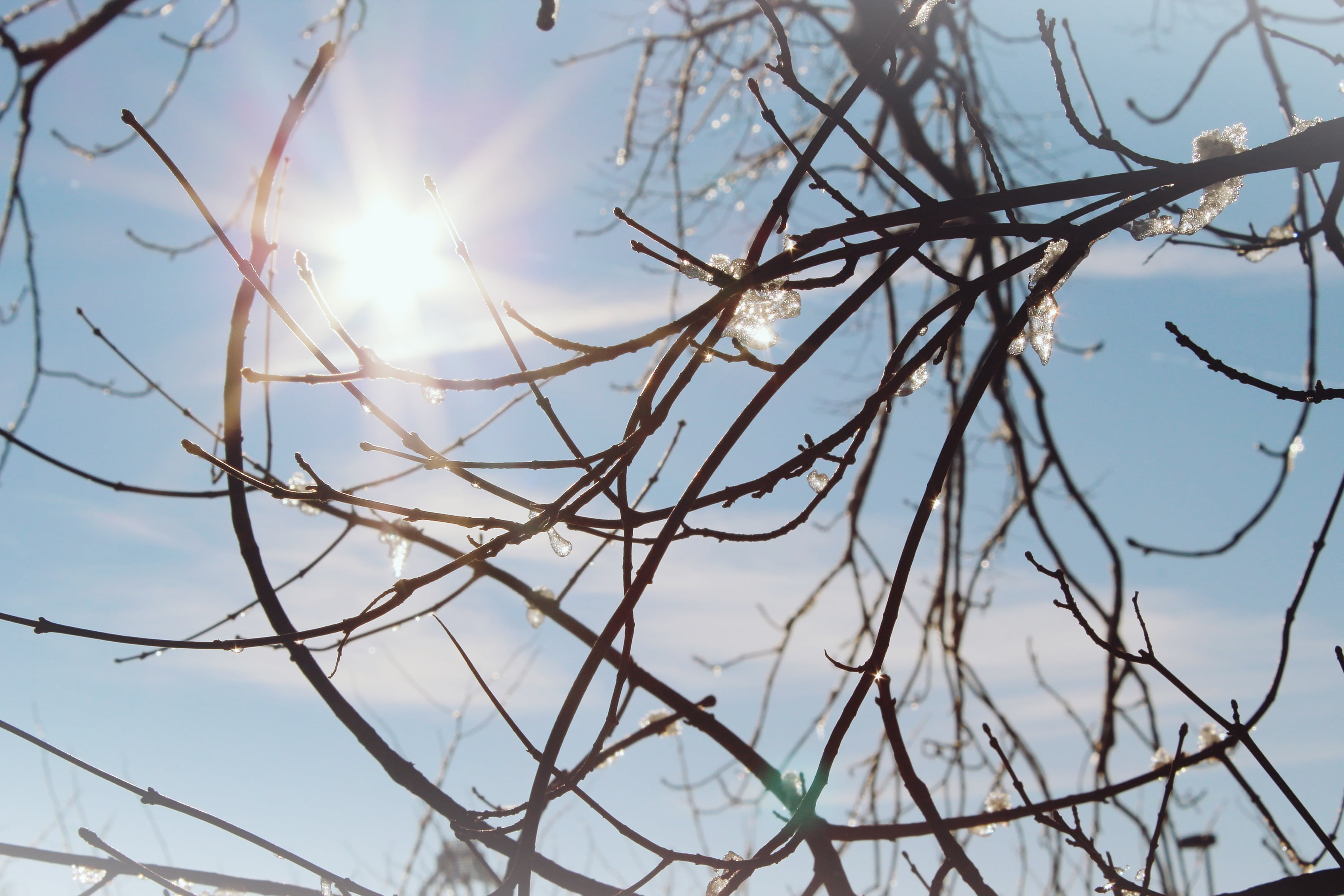 sky, ice, icicle, branch, twig, tree, low angle view, plant, light, outdoors, close-up, focus on foreground, winter, snow, kahl, sunlight, dead plant, complexity, HD Wallpaper
