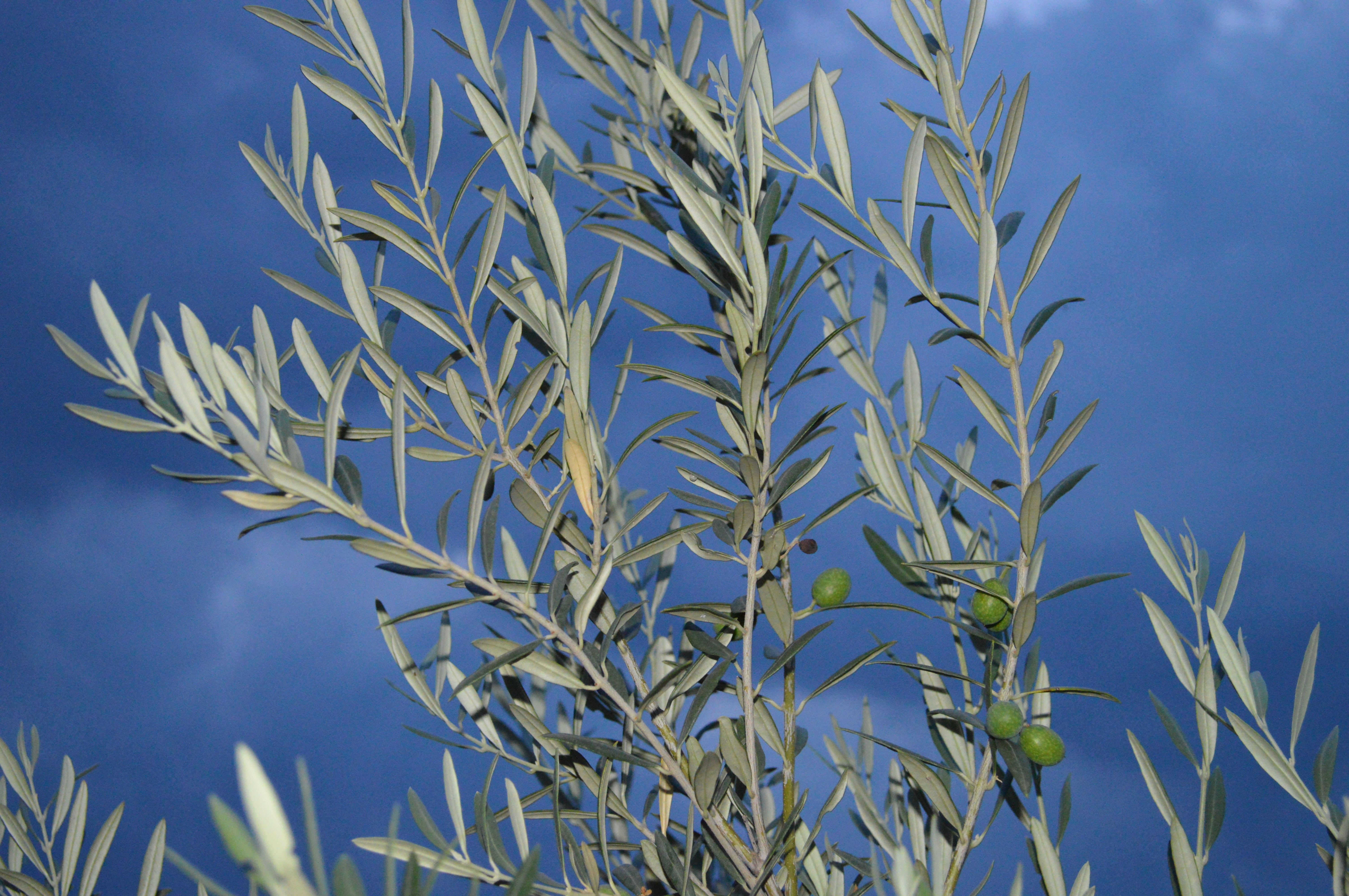 food, olive branch, landscape, close-up, food and drink, outdoors, agriculture, clear sky, land, background, 5K, branches, leaf, growth, plant part, sky, HD Wallpaper