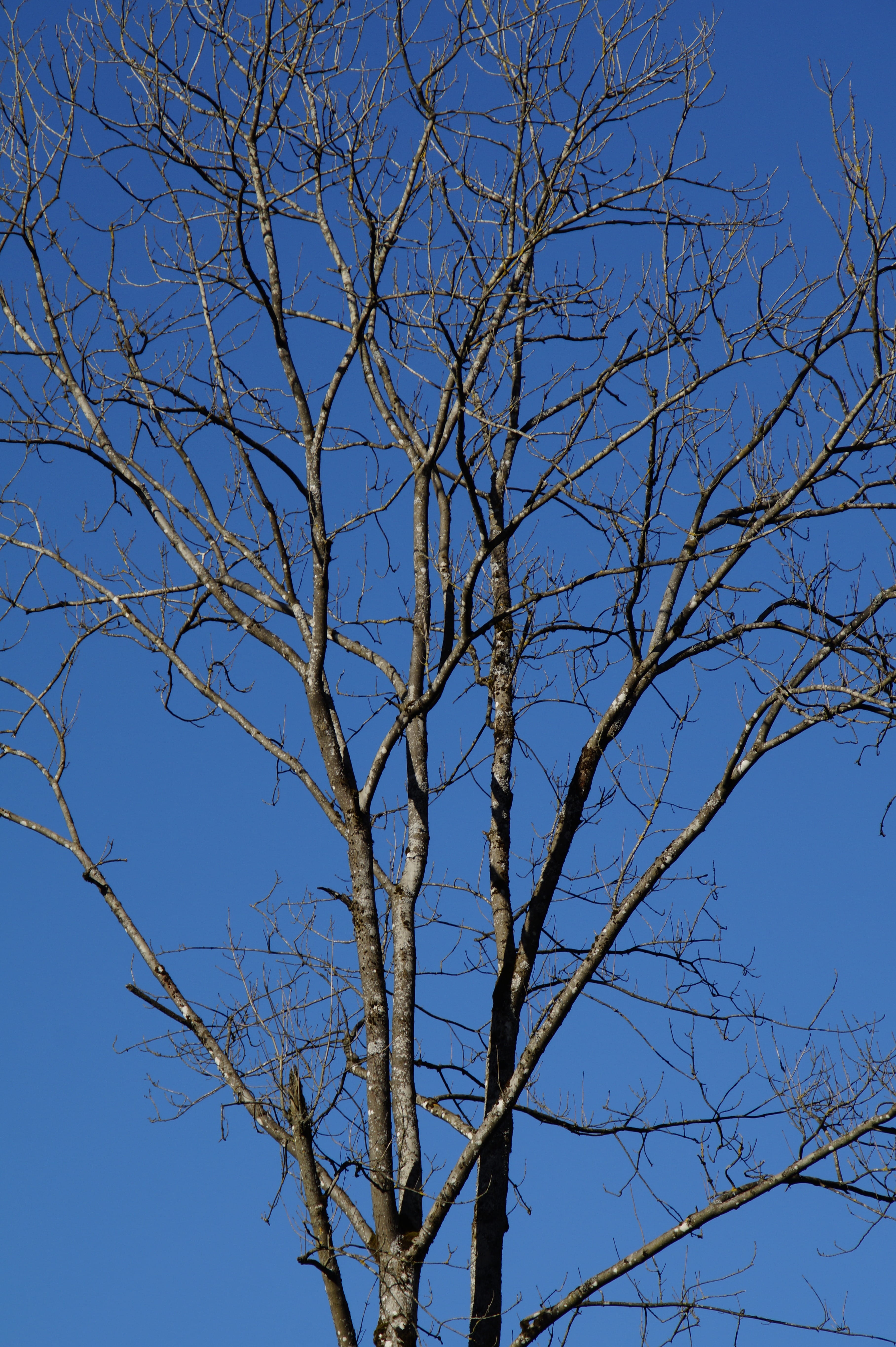 day, nice weather, nature, Sky, Tree, tree trunk, outdoors, beauty in nature, season, lavizzara, wintry, branch, 5K, Kahl, bright, blue, no people, scenics - nature, Phone HD Wallpaper